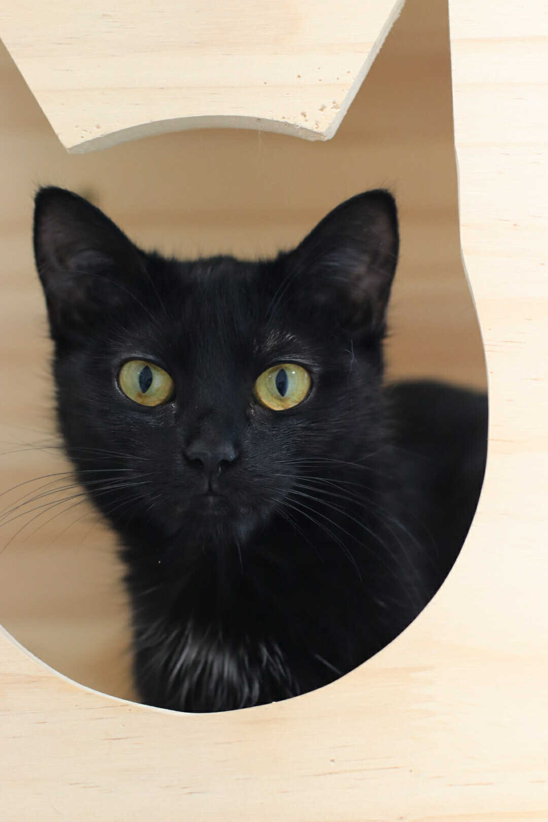 Ronin, an adoptable Domestic Short Hair in Steinbach, MB, R5G 2B2 | Photo Image 2
