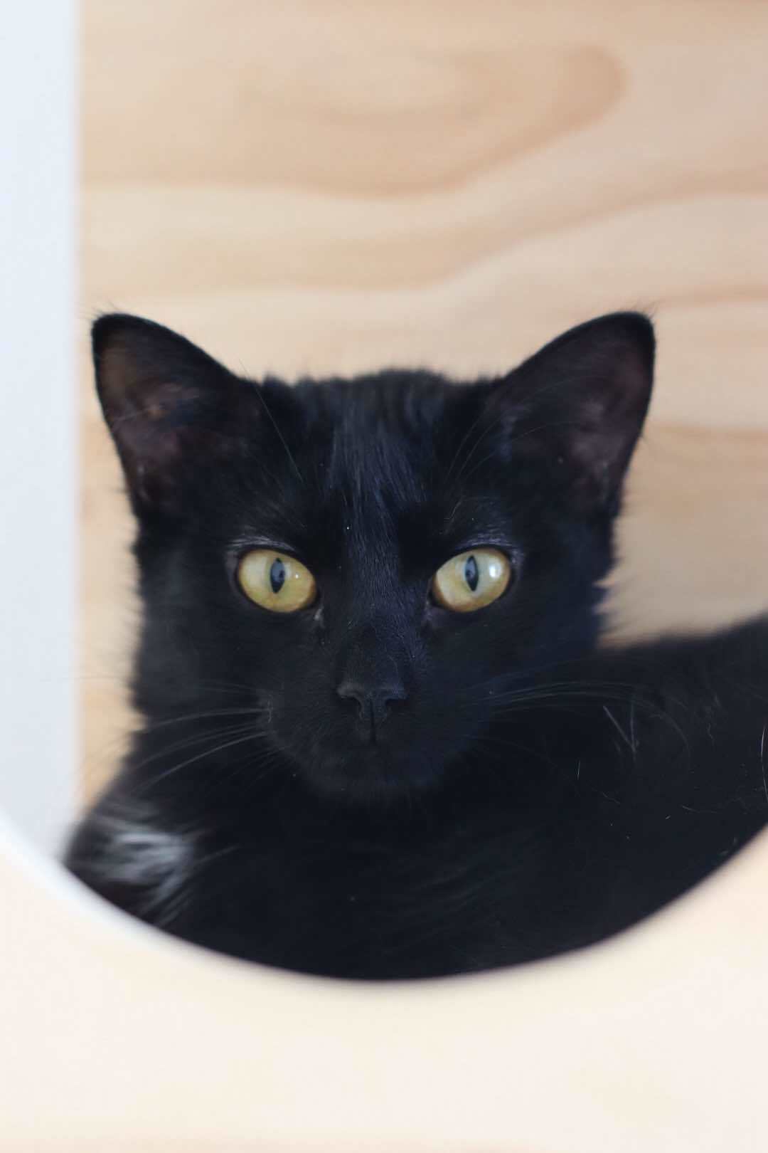 Ronin, an adoptable Domestic Short Hair in Steinbach, MB, R5G 2B2 | Photo Image 3