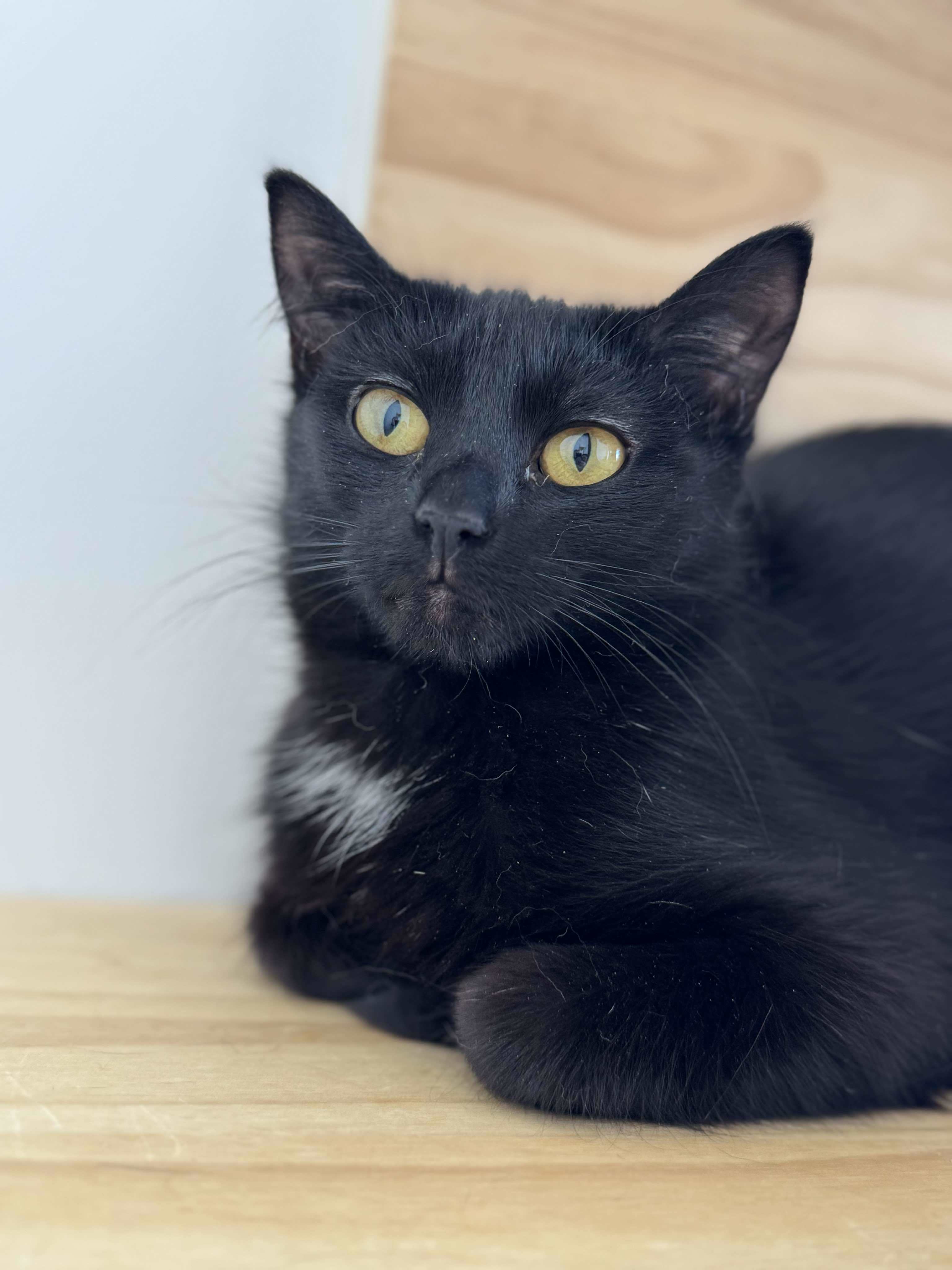 Ronin, an adoptable Domestic Short Hair in Steinbach, MB, R5G 2B2 | Photo Image 4