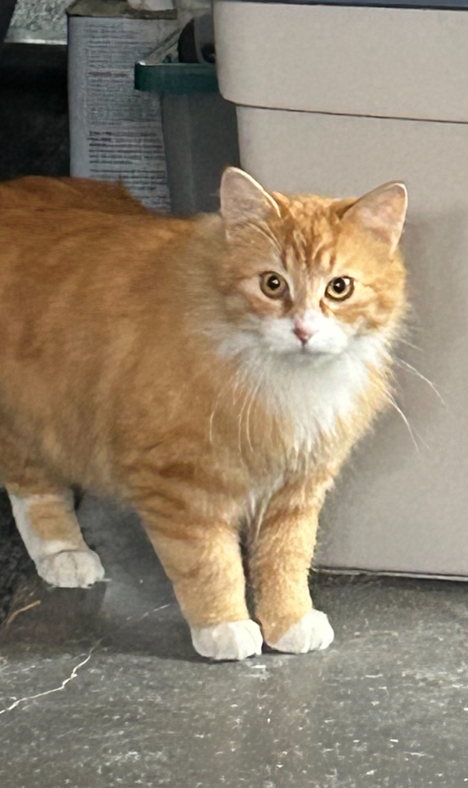 Namaste, an adoptable Domestic Long Hair in Steinbach, MB, R5G 2B2 | Photo Image 1