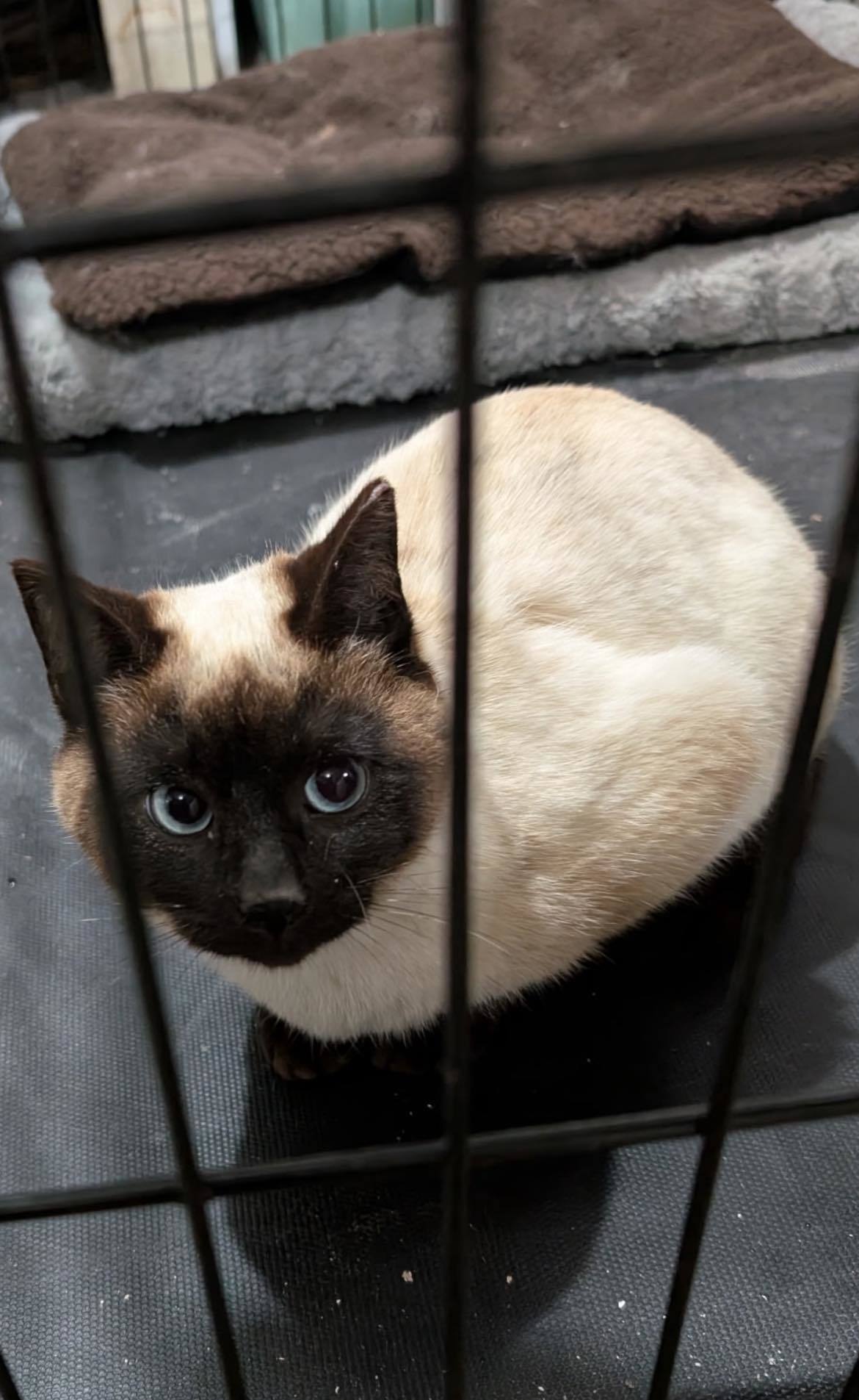 Titus, an adoptable Siamese in Steinbach, MB, R5G 2B2 | Photo Image 1
