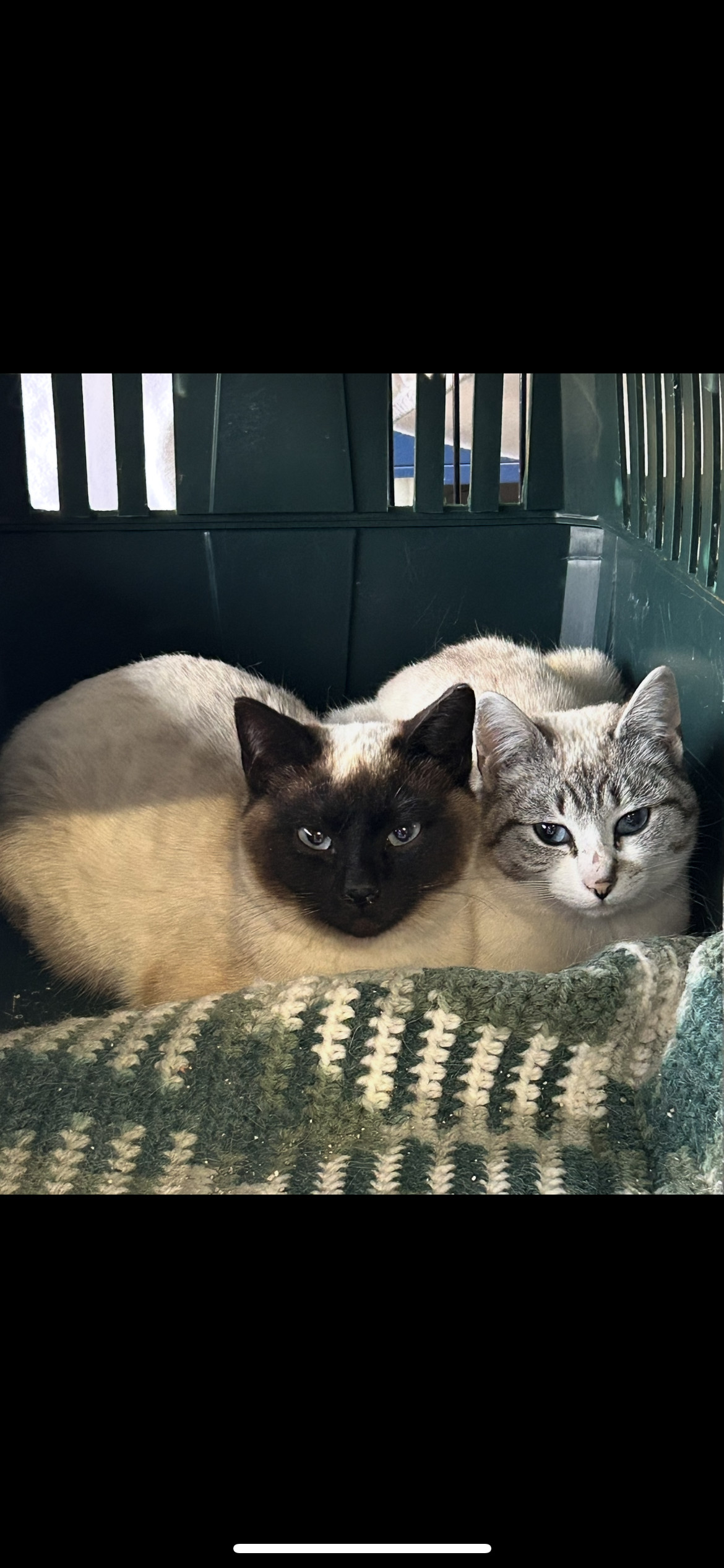 Titus, an adoptable Siamese in Steinbach, MB, R5G 2B2 | Photo Image 2
