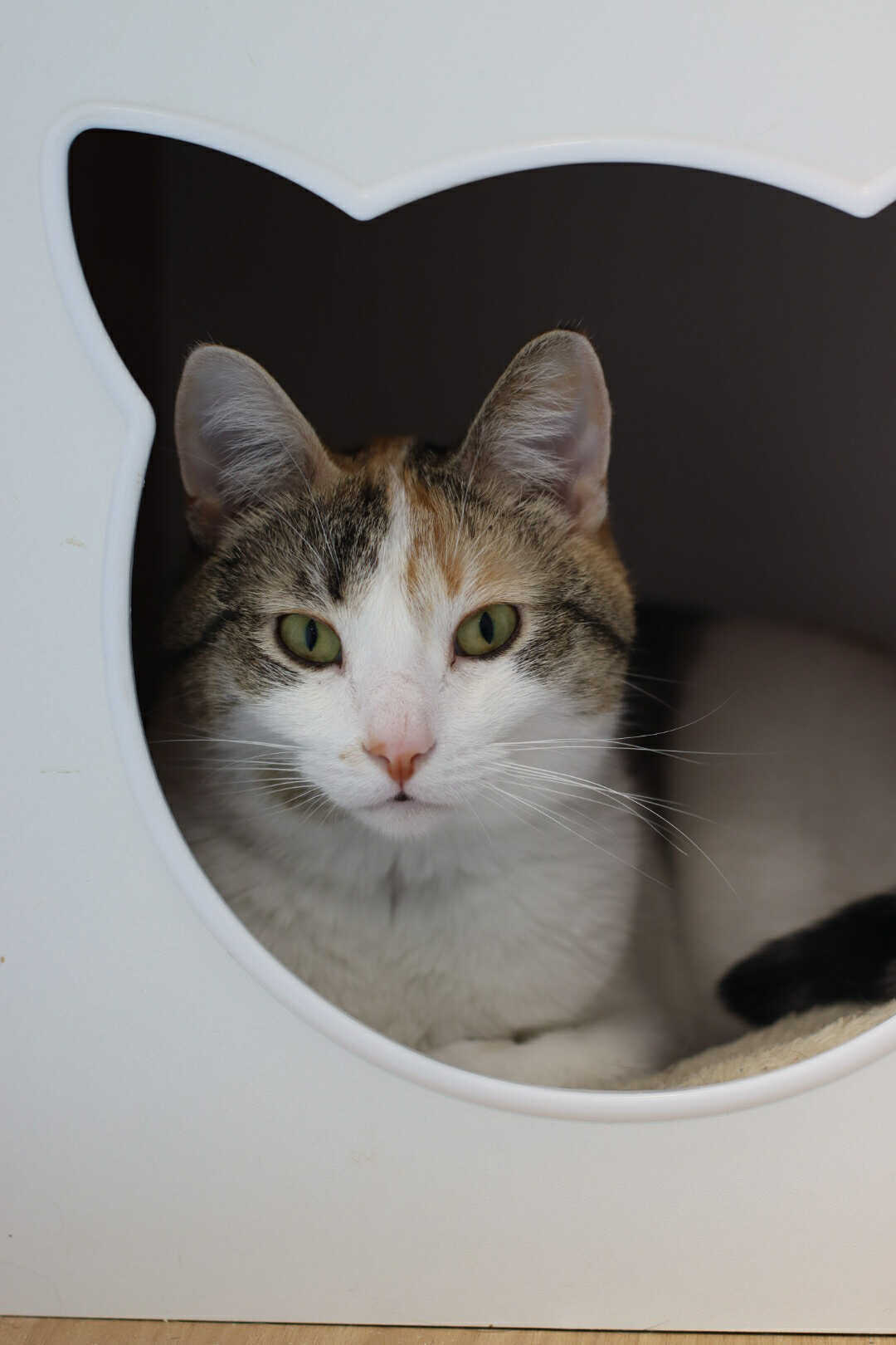 Frannie, an adoptable Domestic Short Hair in Steinbach, MB, R5G 2B2 | Photo Image 1