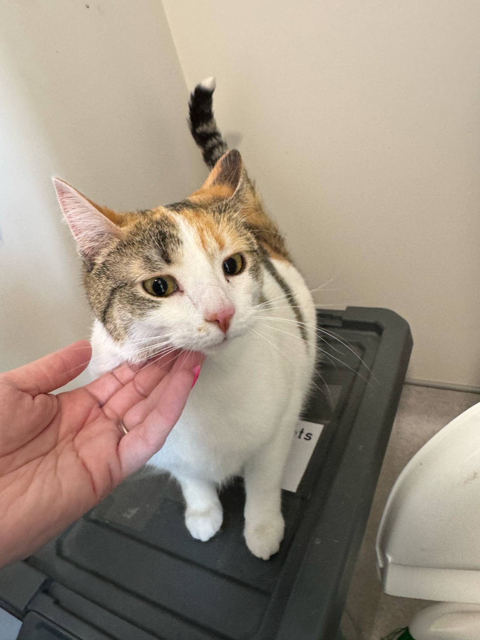 Frannie, an adoptable Domestic Short Hair in Steinbach, MB, R5G 2B2 | Photo Image 2