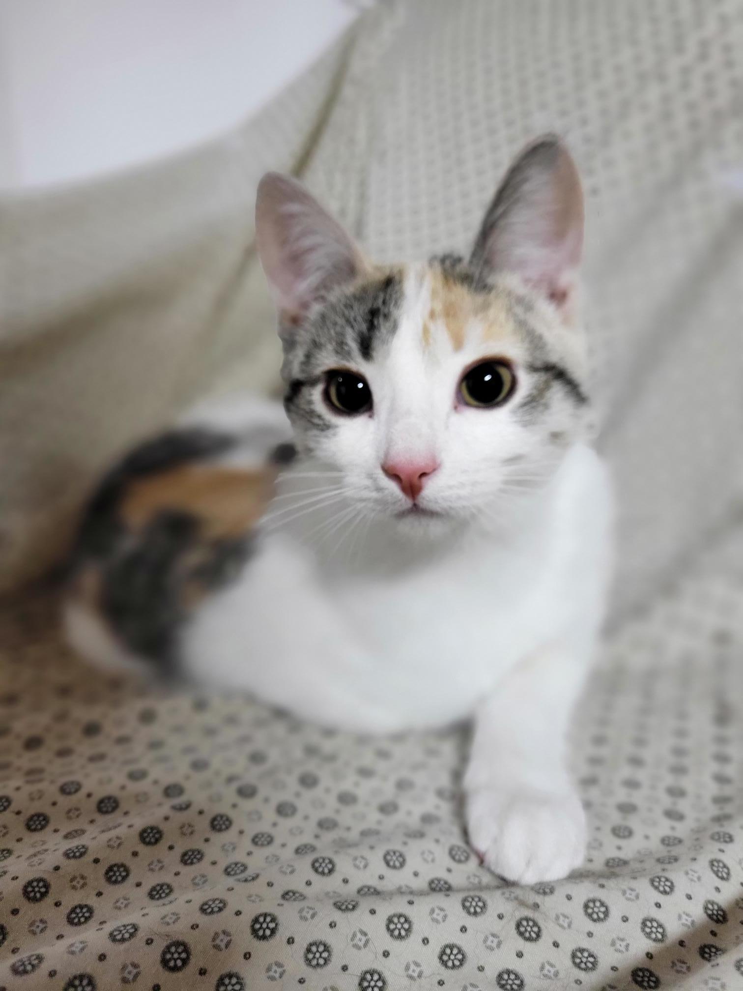 Frannie, an adoptable Domestic Short Hair in Steinbach, MB, R5G 2B2 | Photo Image 3