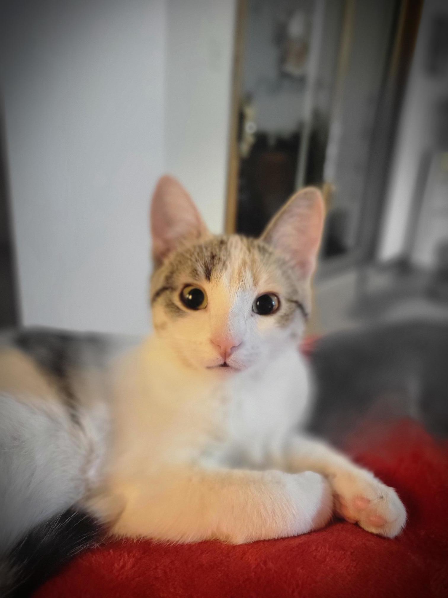Frannie, an adoptable Domestic Short Hair in Steinbach, MB, R5G 2B2 | Photo Image 4