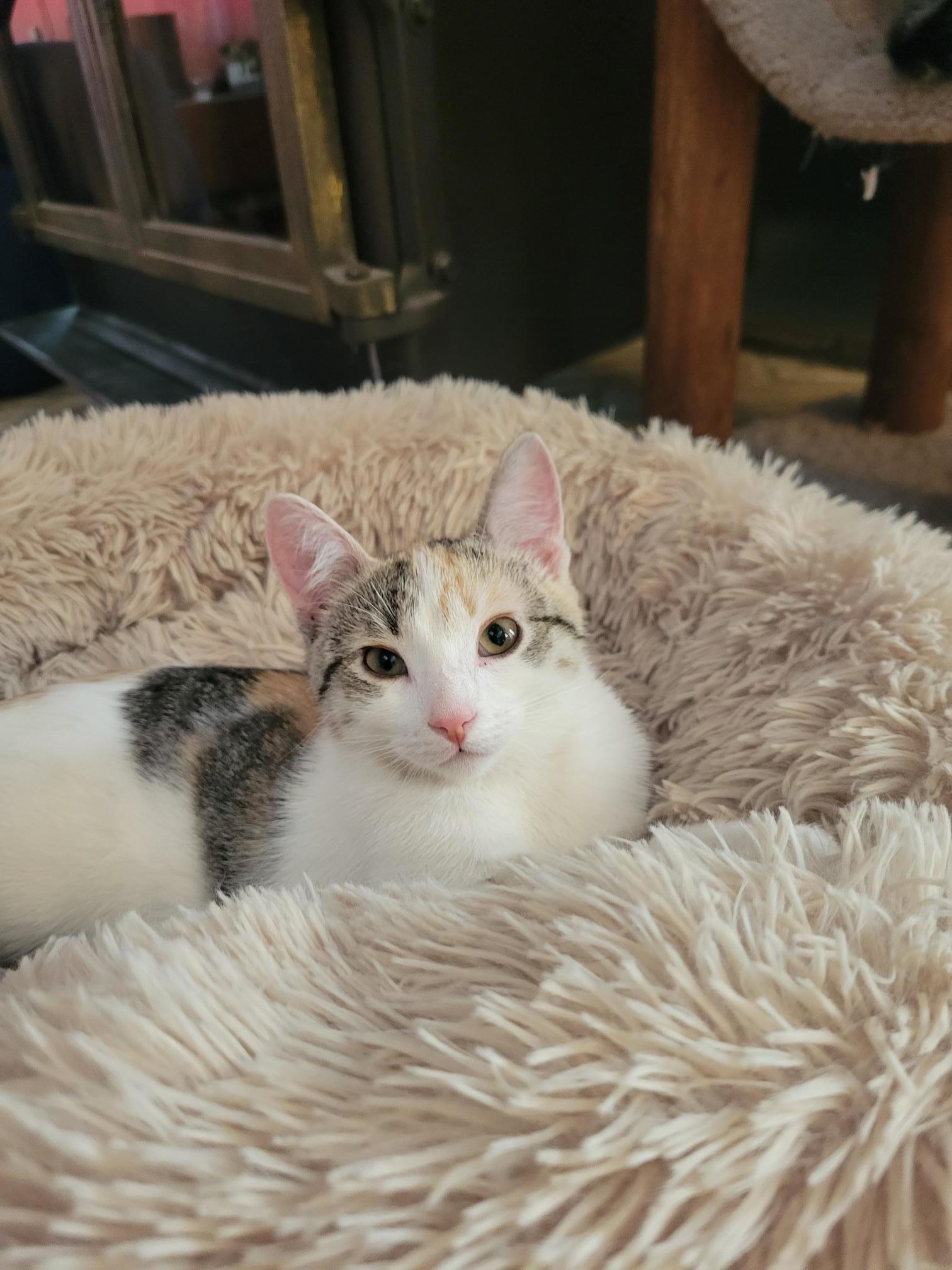 Frannie, an adoptable Domestic Short Hair in Steinbach, MB, R5G 2B2 | Photo Image 5