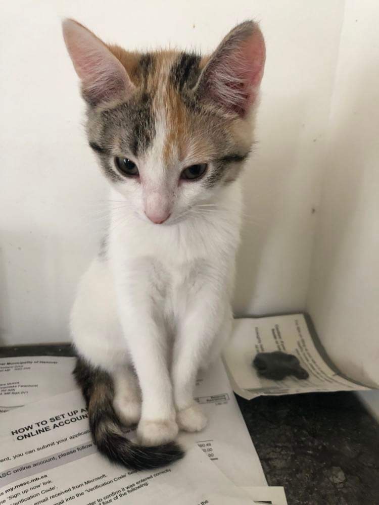Frannie, an adoptable Domestic Short Hair in Steinbach, MB, R5G 2B2 | Photo Image 6