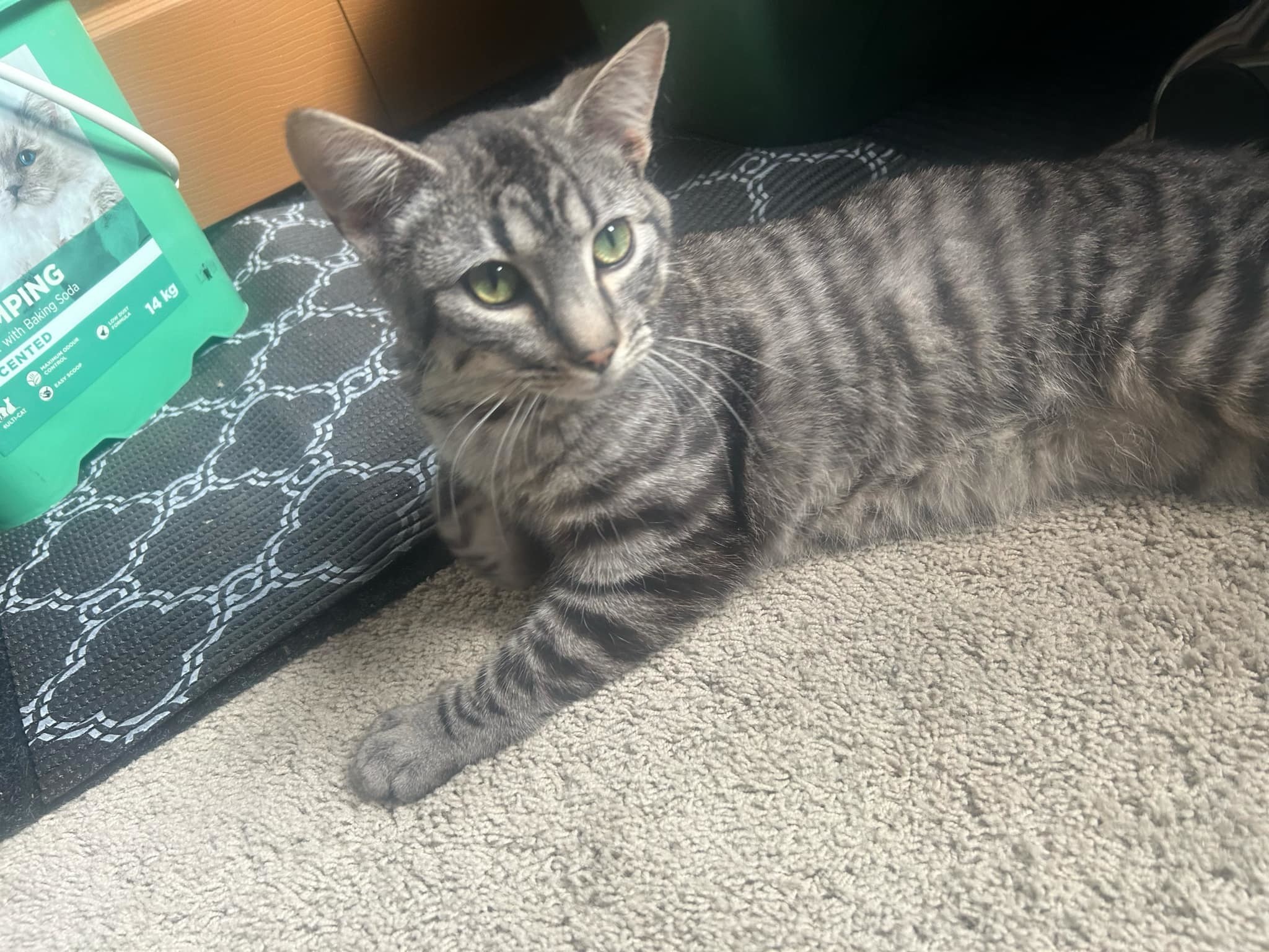 The Bandit, an adoptable Domestic Short Hair in Steinbach, MB, R5G 2B2 | Photo Image 1
