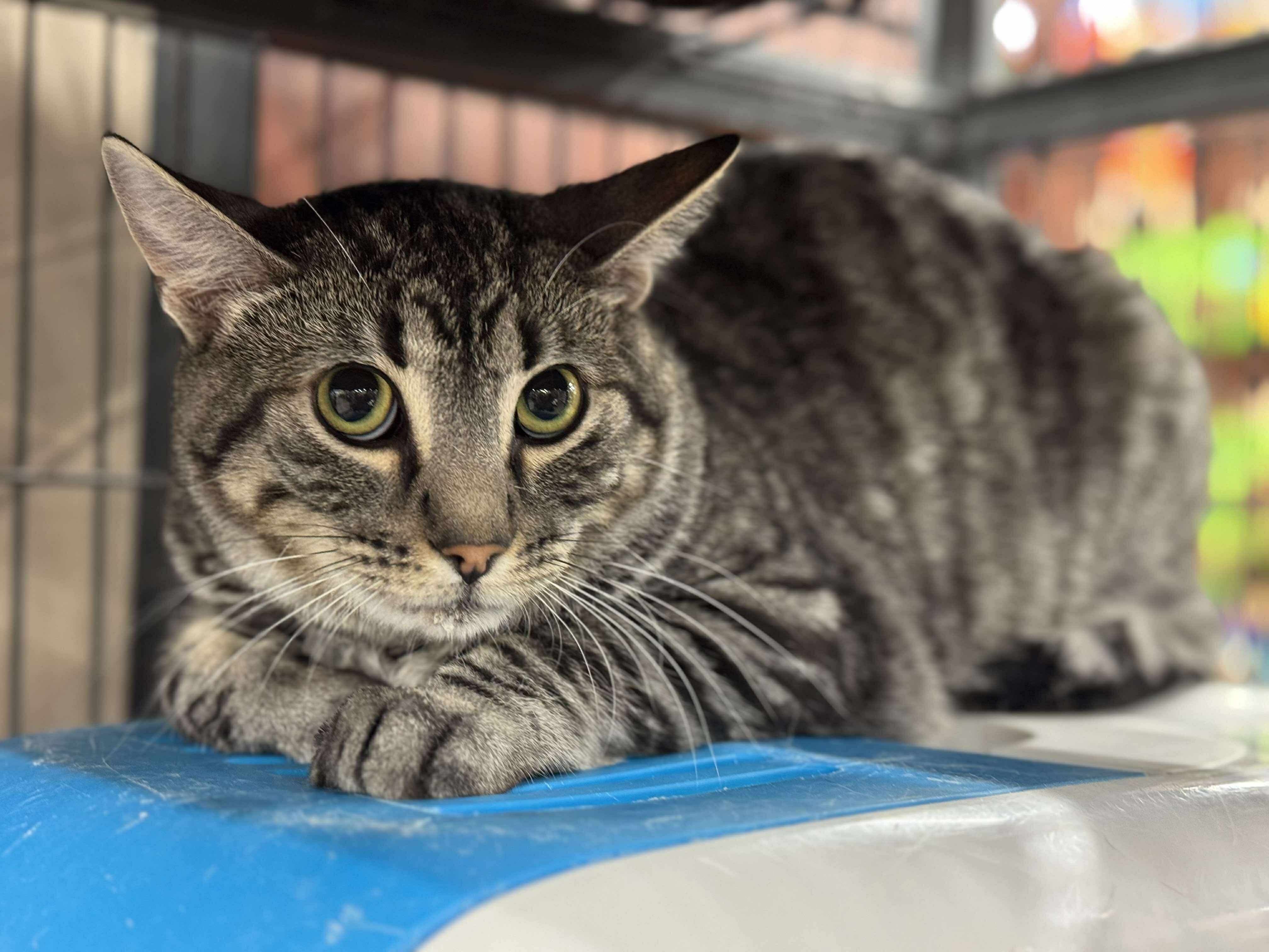 The Bandit, an adoptable Domestic Short Hair in Steinbach, MB, R5G 2B2 | Photo Image 1