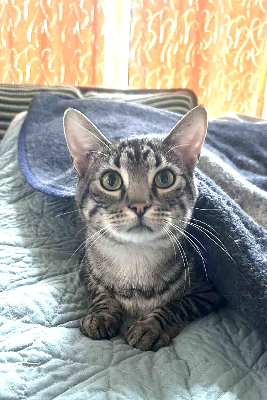 The Bandit, an adoptable Domestic Short Hair in Steinbach, MB, R5G 2B2 | Photo Image 1