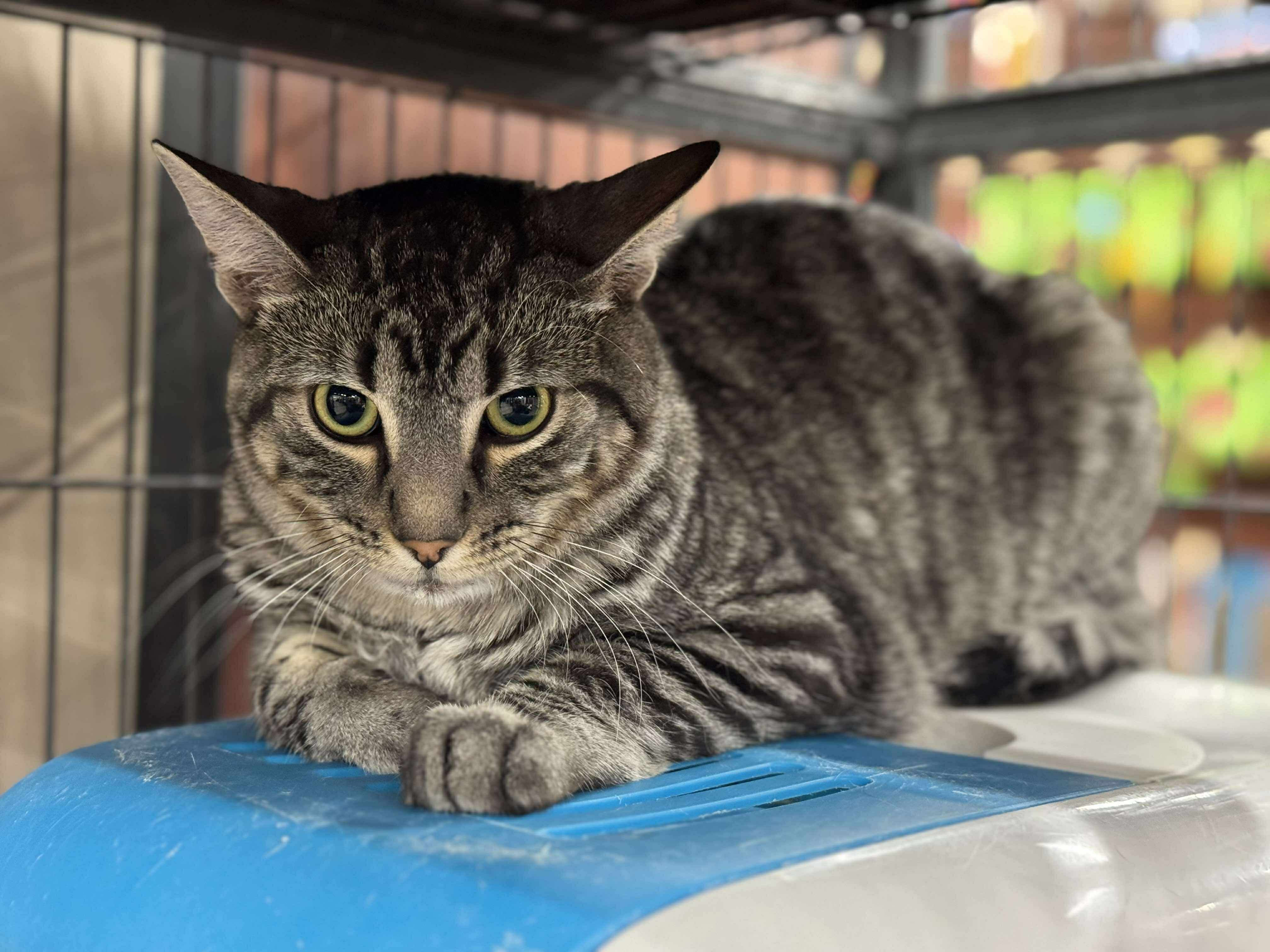 The Bandit, an adoptable Domestic Short Hair in Steinbach, MB, R5G 2B2 | Photo Image 2