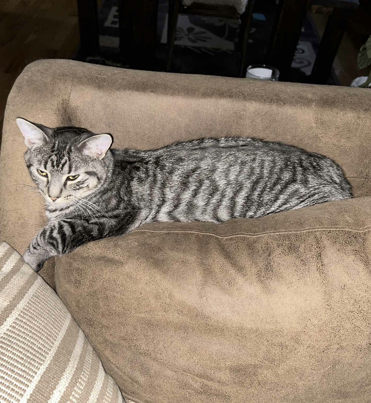 The Bandit, an adoptable Domestic Short Hair in Steinbach, MB, R5G 2B2 | Photo Image 4