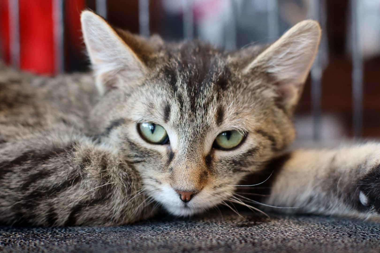 Freezie, an adoptable Domestic Short Hair in Steinbach, MB, R5G 2B2 | Photo Image 1