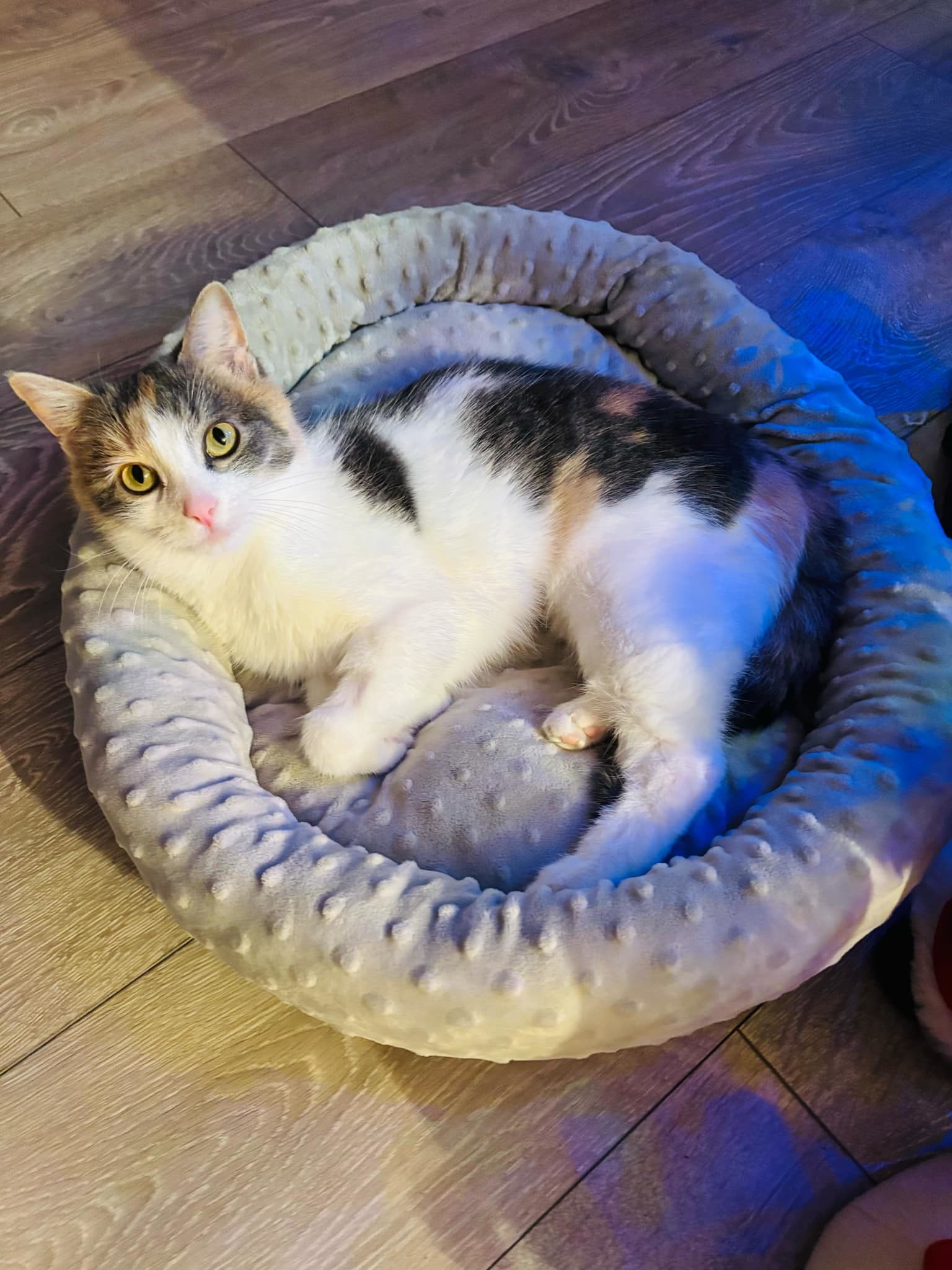 Candi, an adoptable Domestic Short Hair in Steinbach, MB, R5G 2B2 | Photo Image 1