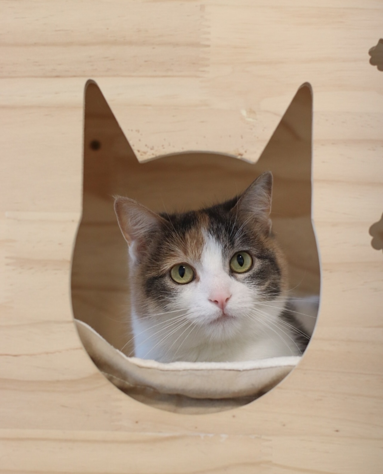Candi, an adoptable Domestic Short Hair in Steinbach, MB, R5G 2B2 | Photo Image 2