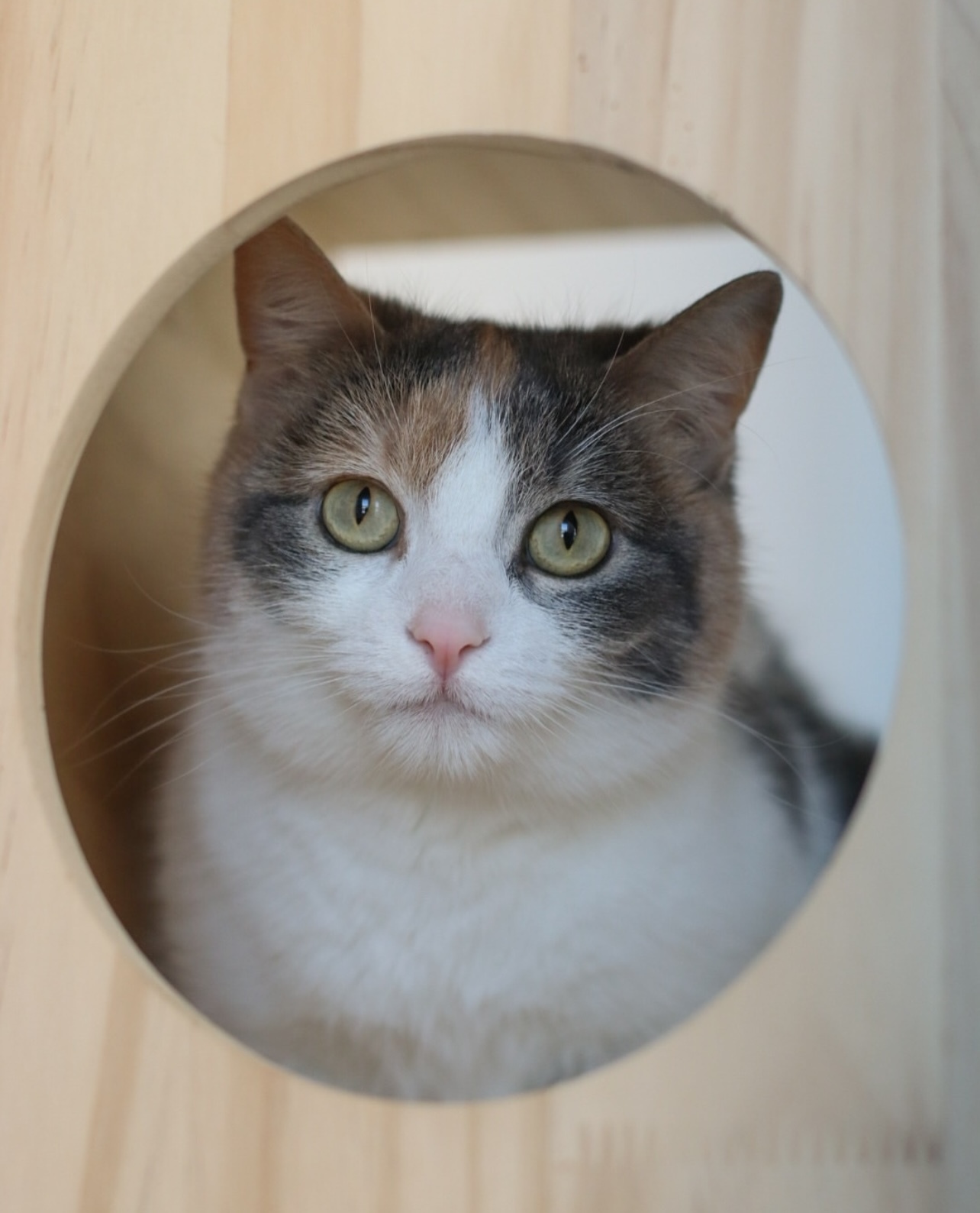 Candi, an adoptable Domestic Short Hair in Steinbach, MB, R5G 2B2 | Photo Image 3
