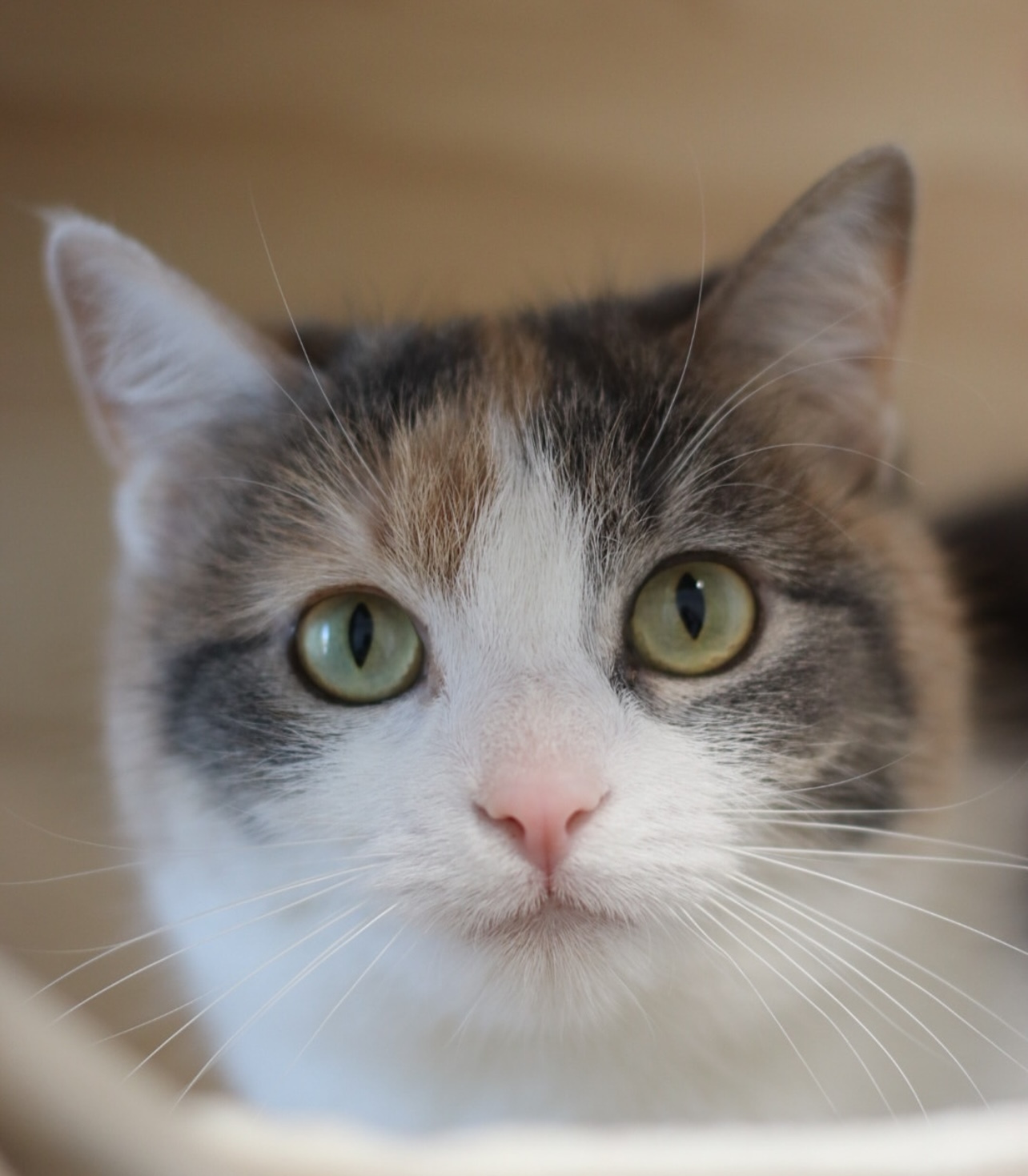 Candi, an adoptable Domestic Short Hair in Steinbach, MB, R5G 2B2 | Photo Image 4