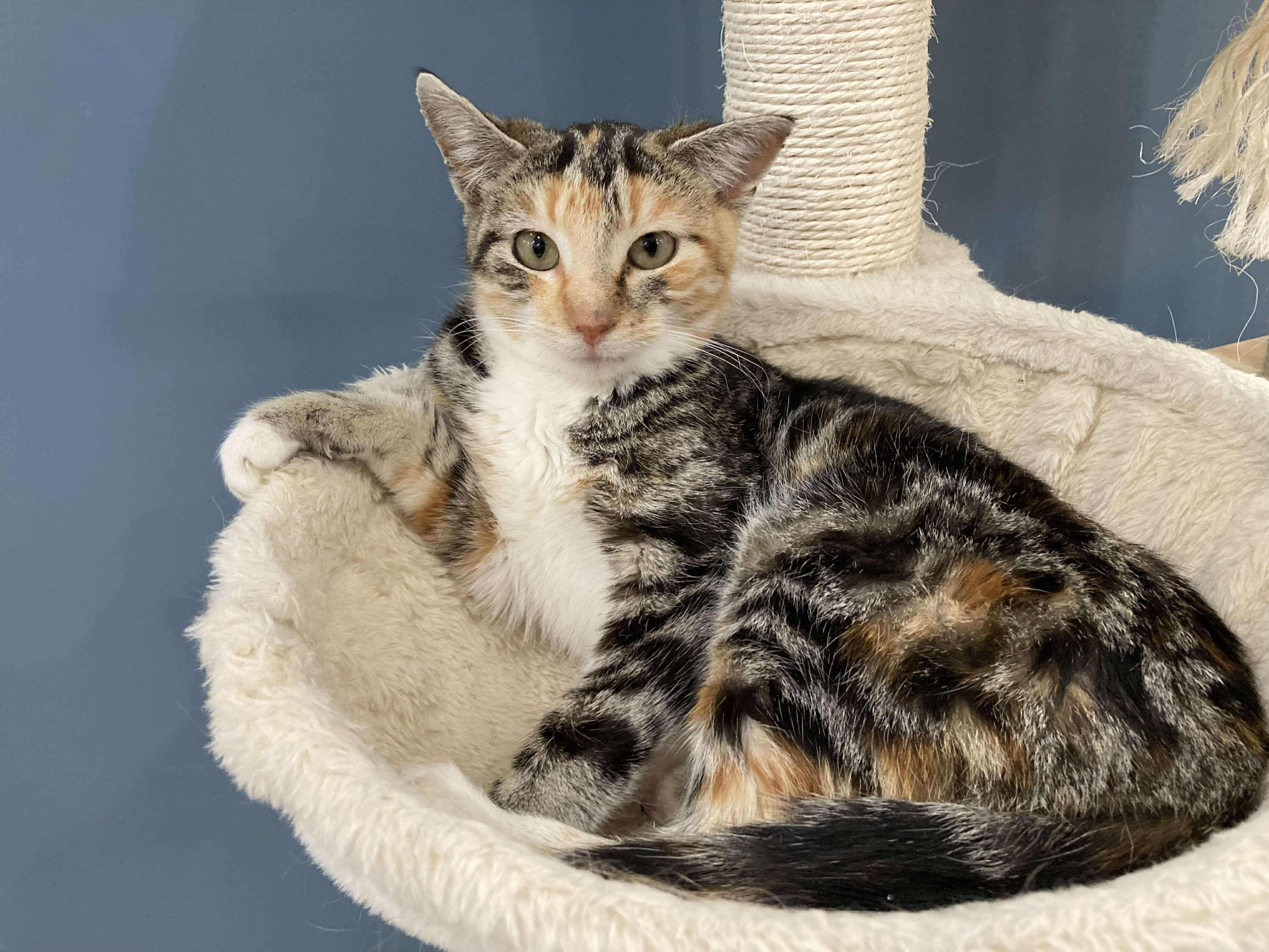 Sweet Pea, an adoptable Domestic Short Hair in Steinbach, MB, R5G 2B2 | Photo Image 1