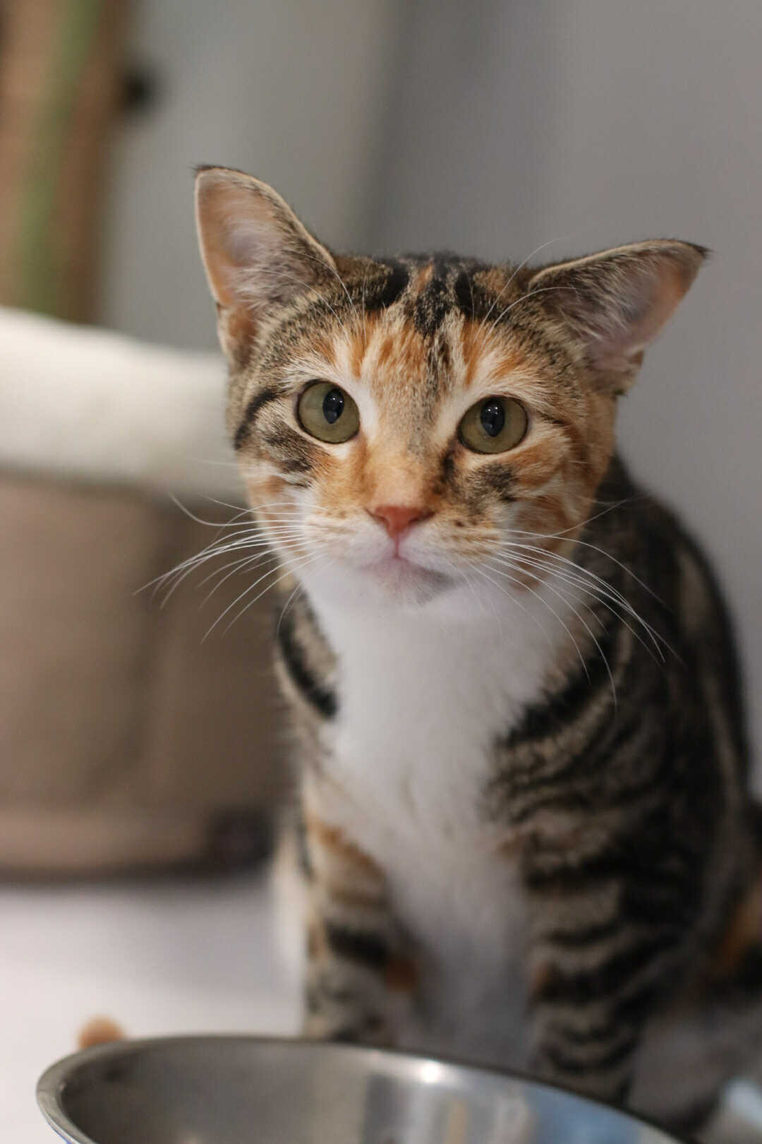 Sweet Pea, an adoptable Domestic Short Hair in Steinbach, MB, R5G 2B2 | Photo Image 1