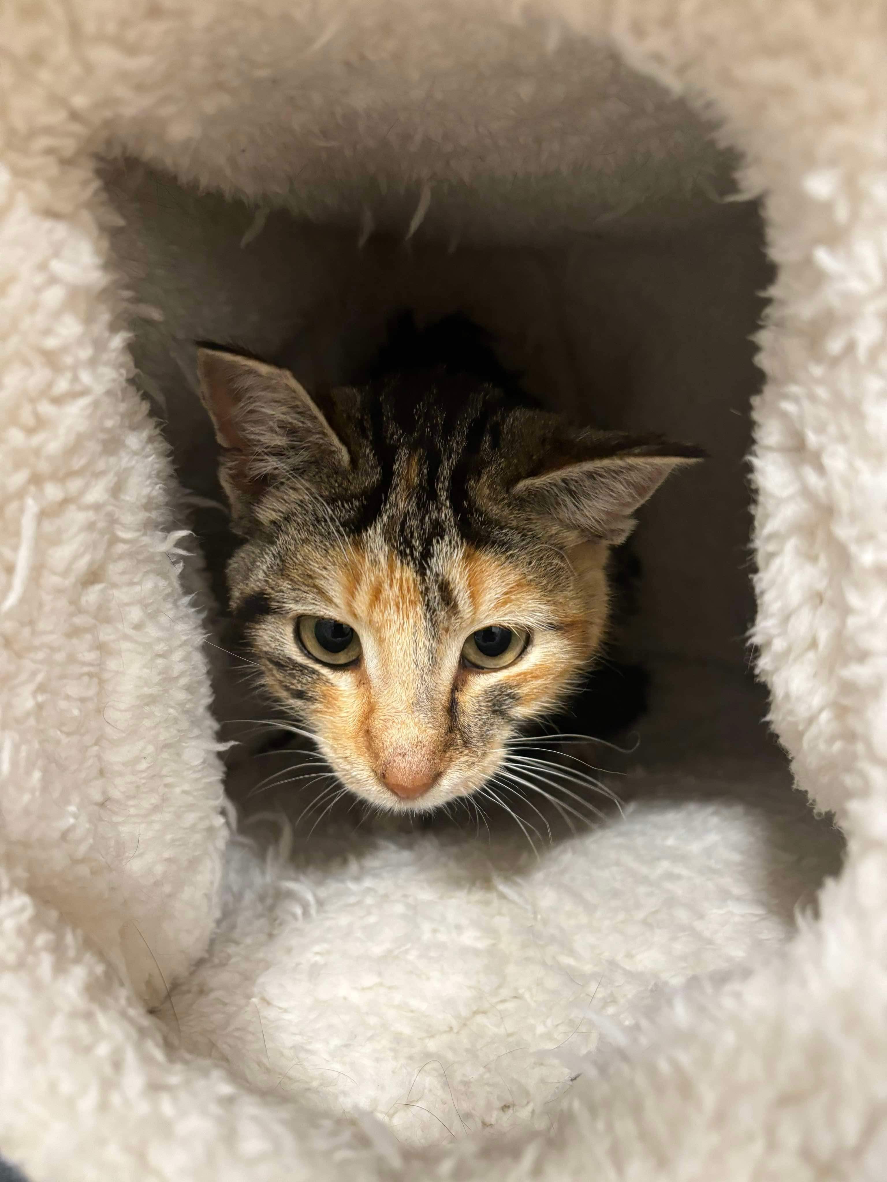 Sweet Pea, an adoptable Domestic Short Hair in Steinbach, MB, R5G 2B2 | Photo Image 2