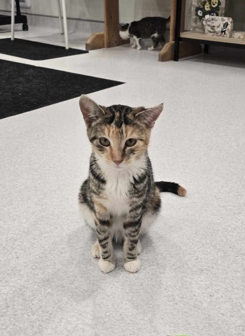 Sweet Pea, an adoptable Domestic Short Hair in Steinbach, MB, R5G 2B2 | Photo Image 3