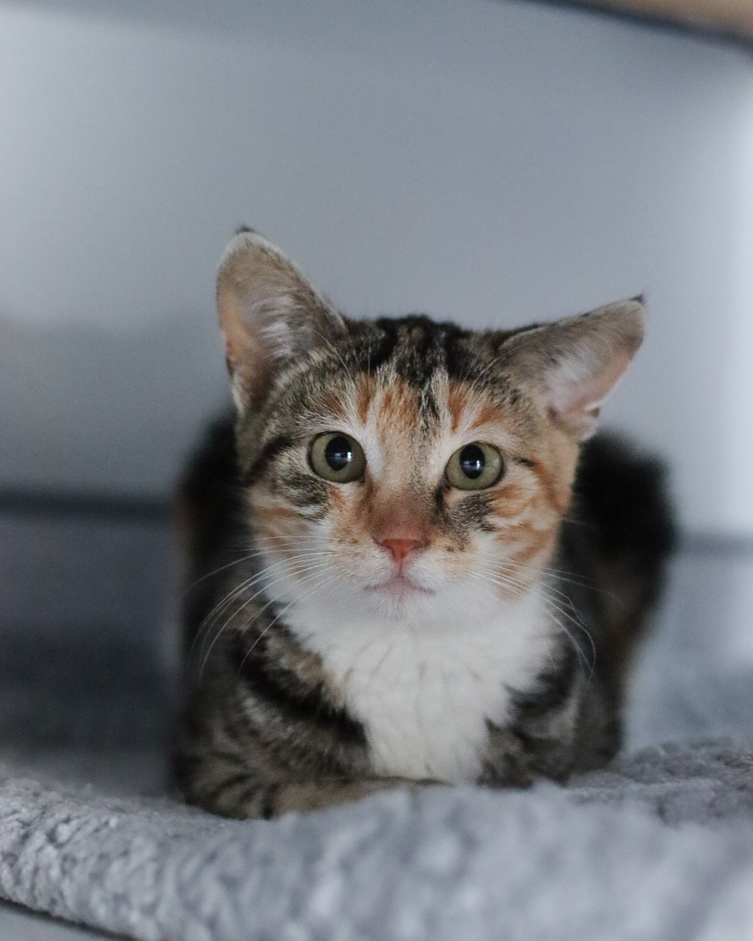 Sweet Pea, an adoptable Domestic Short Hair in Steinbach, MB, R5G 2B2 | Photo Image 4