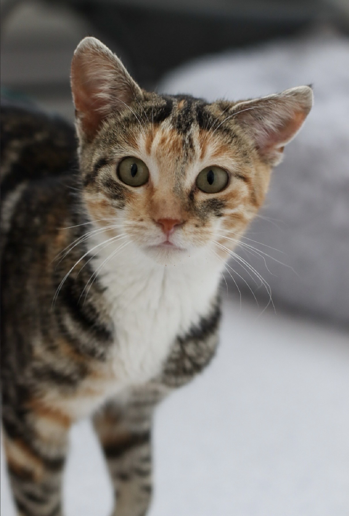 Sweet Pea, an adoptable Domestic Short Hair in Steinbach, MB, R5G 2B2 | Photo Image 5