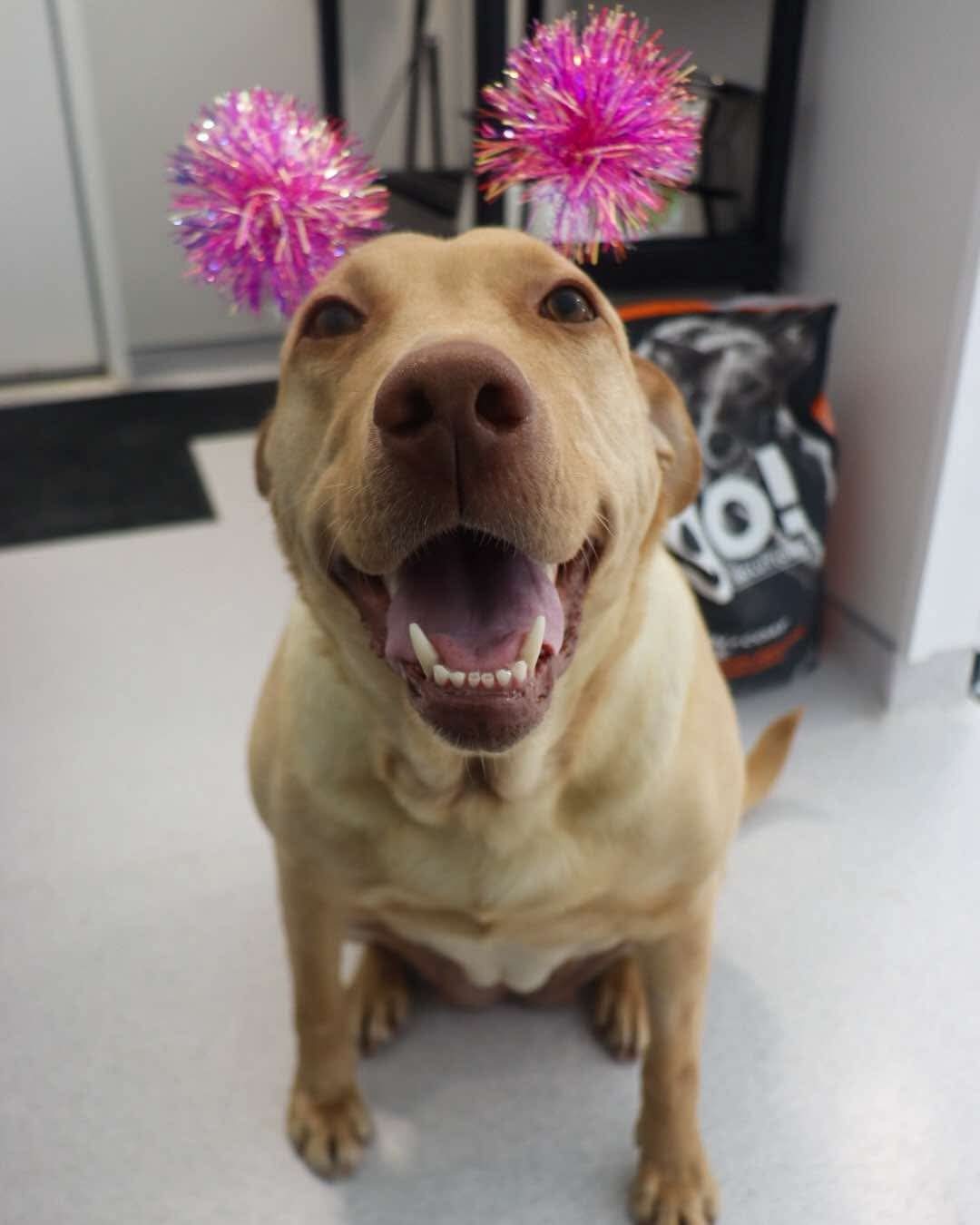 Marcie, an adoptable Labrador Retriever in Steinbach, MB, R5G 2B2 | Photo Image 1