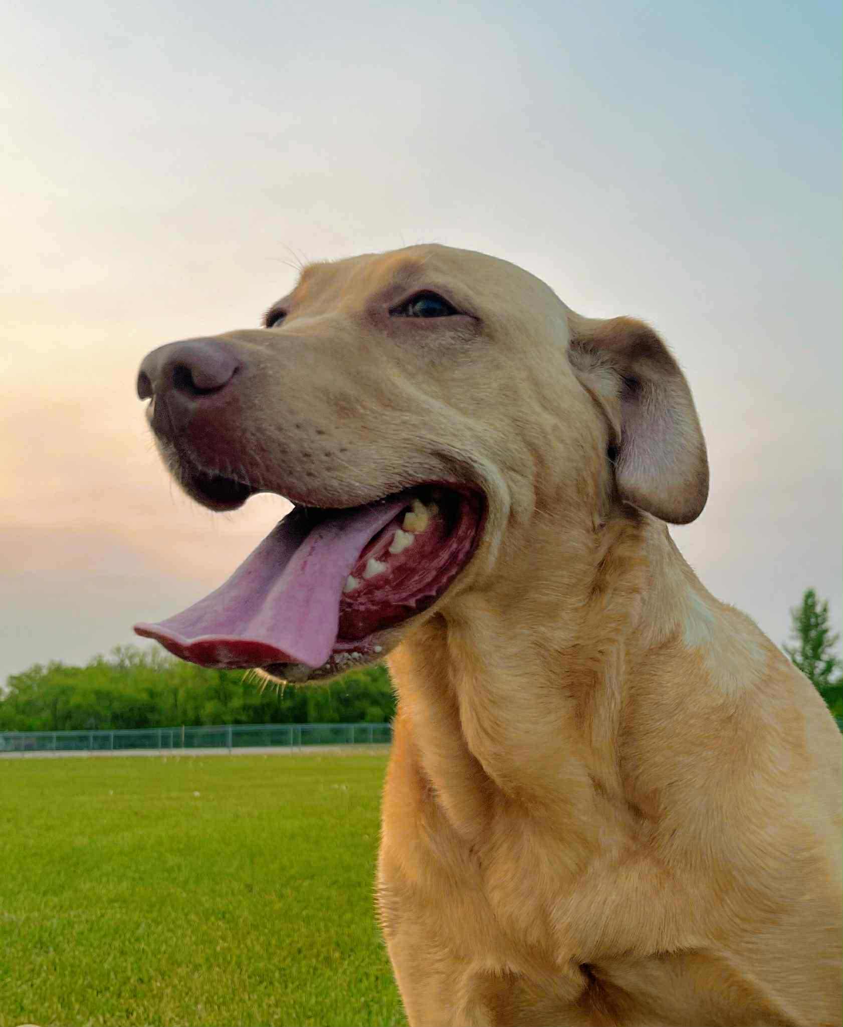 Marcie, an adoptable Labrador Retriever in Steinbach, MB, R5G 2B2 | Photo Image 1