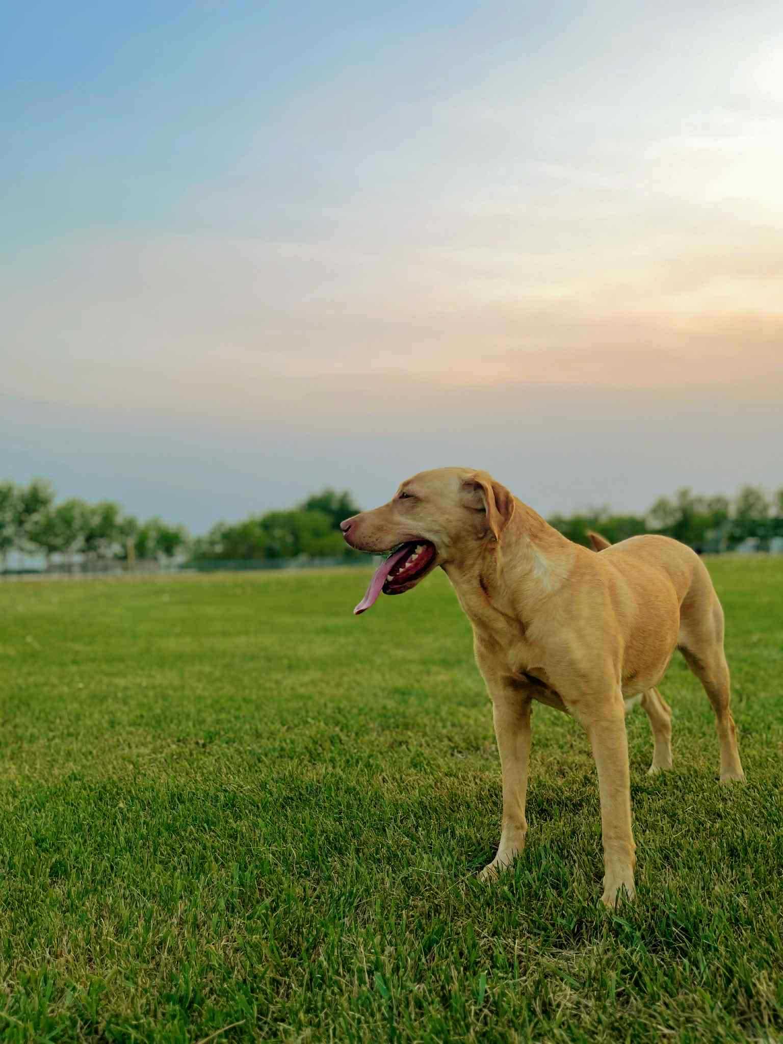 Marcie, an adoptable Labrador Retriever in Steinbach, MB, R5G 2B2 | Photo Image 2