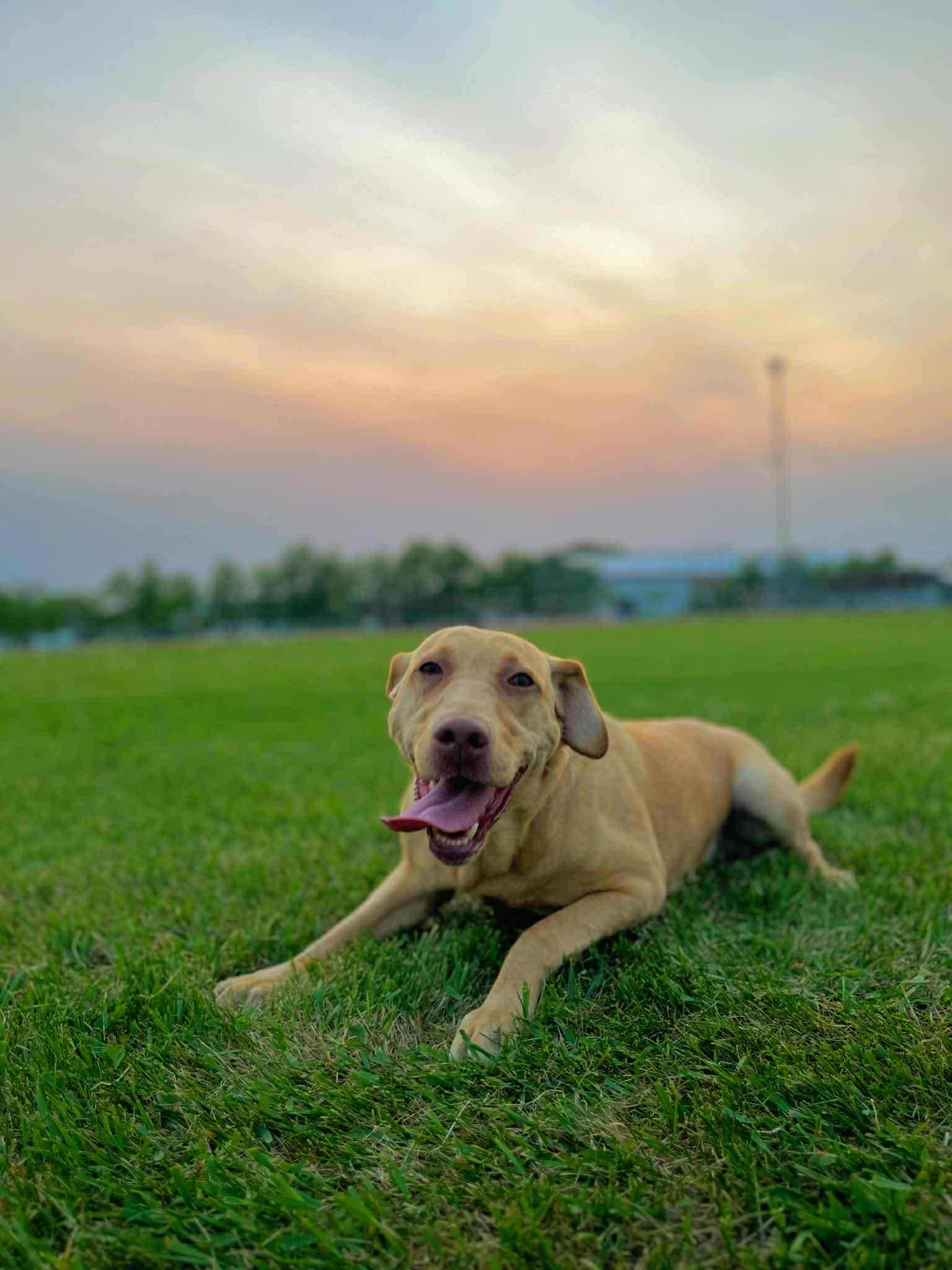 Marcie, an adoptable Labrador Retriever in Steinbach, MB, R5G 2B2 | Photo Image 3