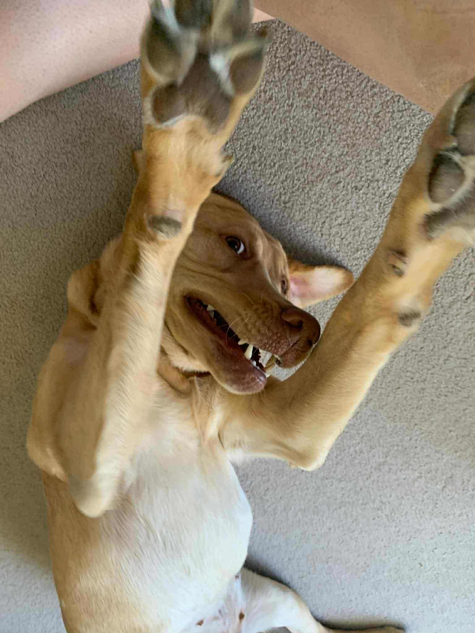 Marcie, an adoptable Labrador Retriever in Steinbach, MB, R5G 2B2 | Photo Image 4