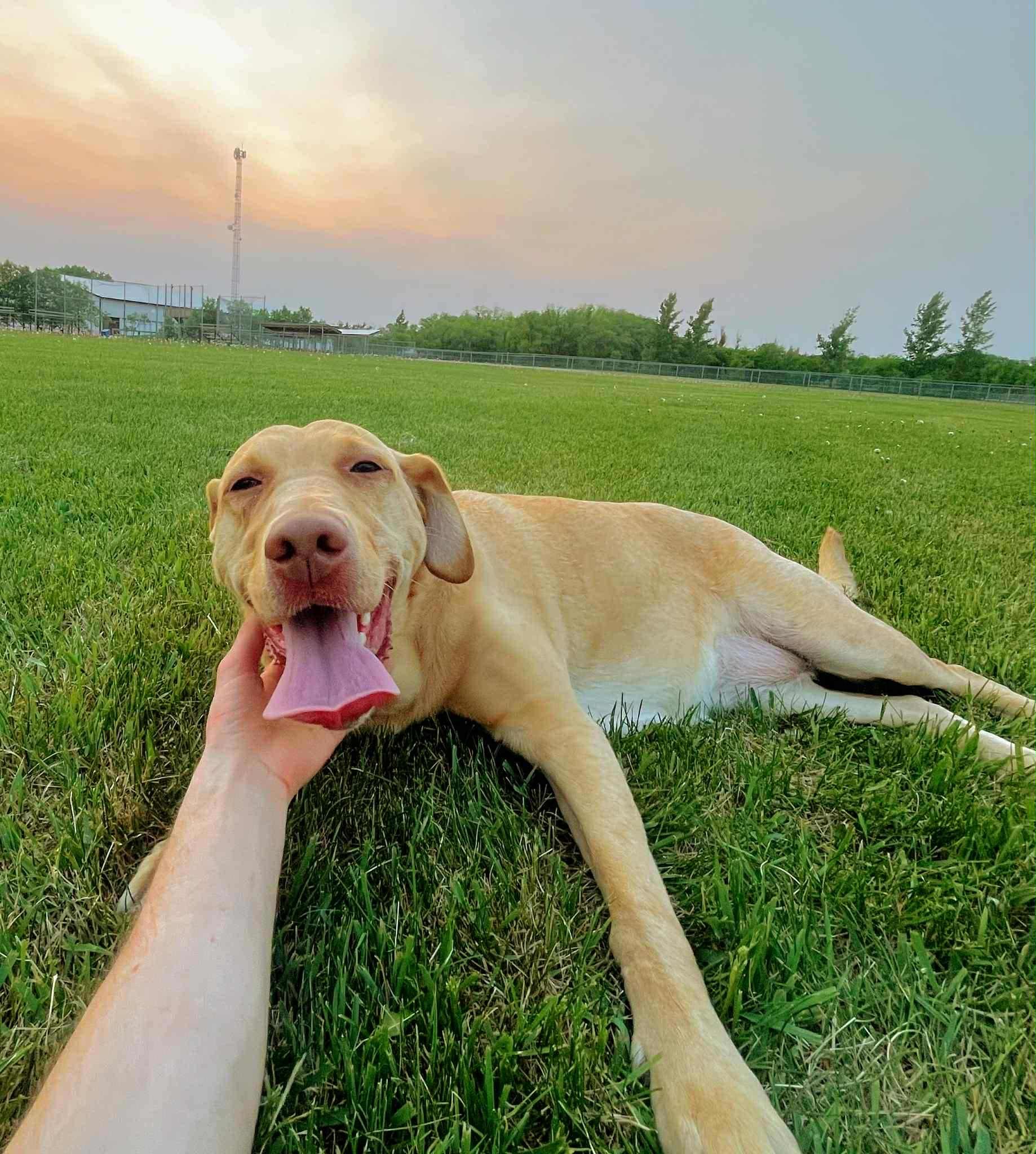 Marcie, an adoptable Labrador Retriever in Steinbach, MB, R5G 2B2 | Photo Image 5
