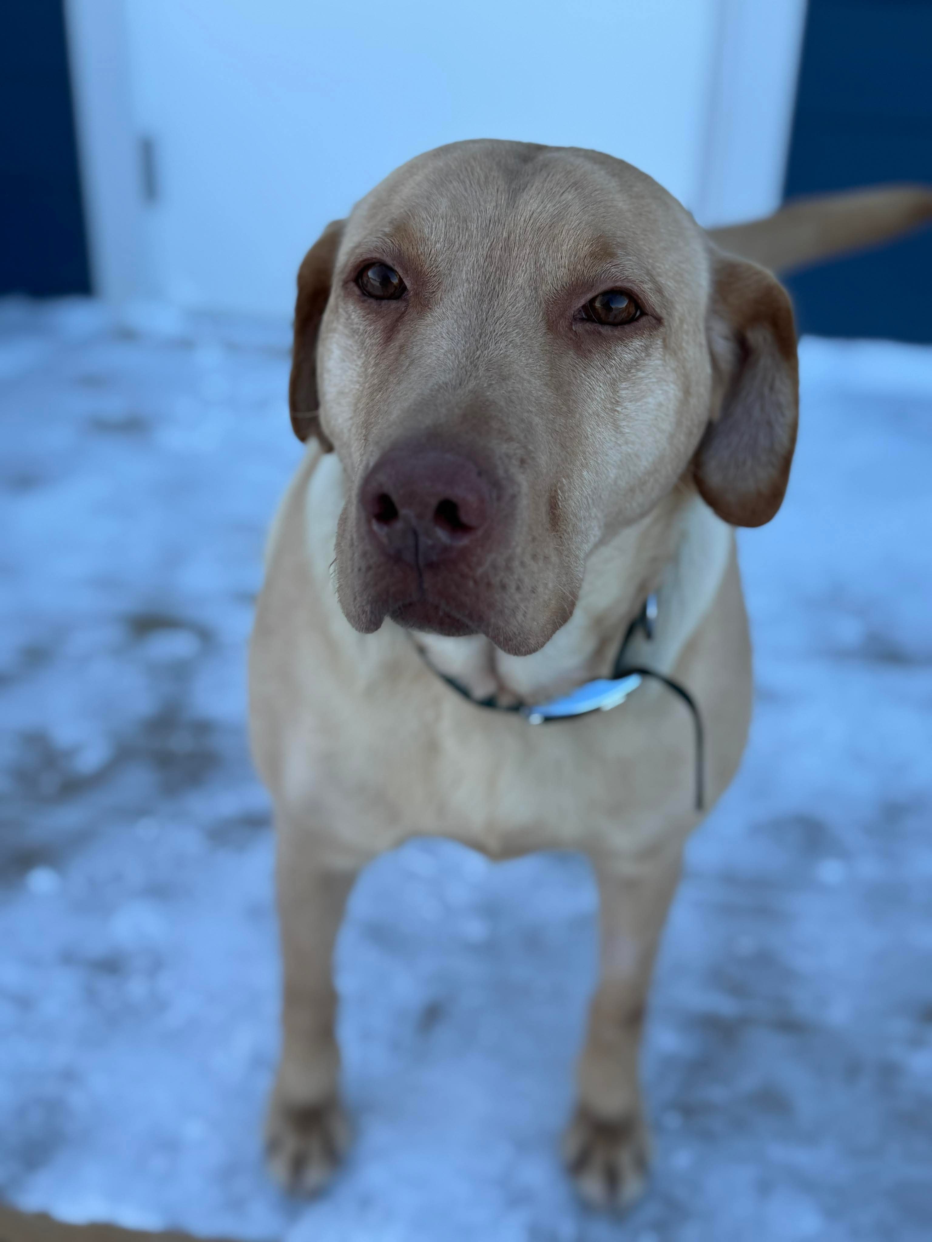 Marcie, an adoptable Labrador Retriever in Steinbach, MB, R5G 2B2 | Photo Image 4