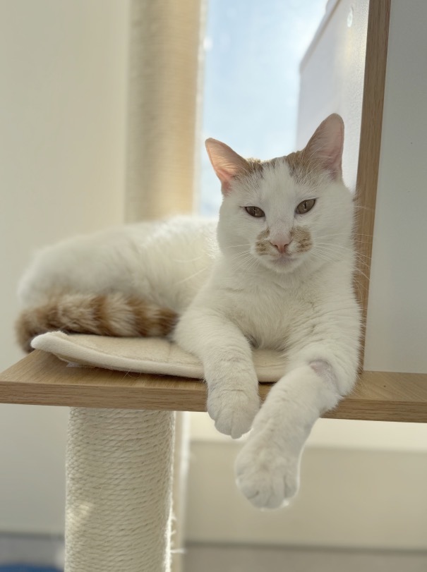 Miss Muffet, an adoptable Domestic Short Hair in Steinbach, MB, R5G 2B2 | Photo Image 1