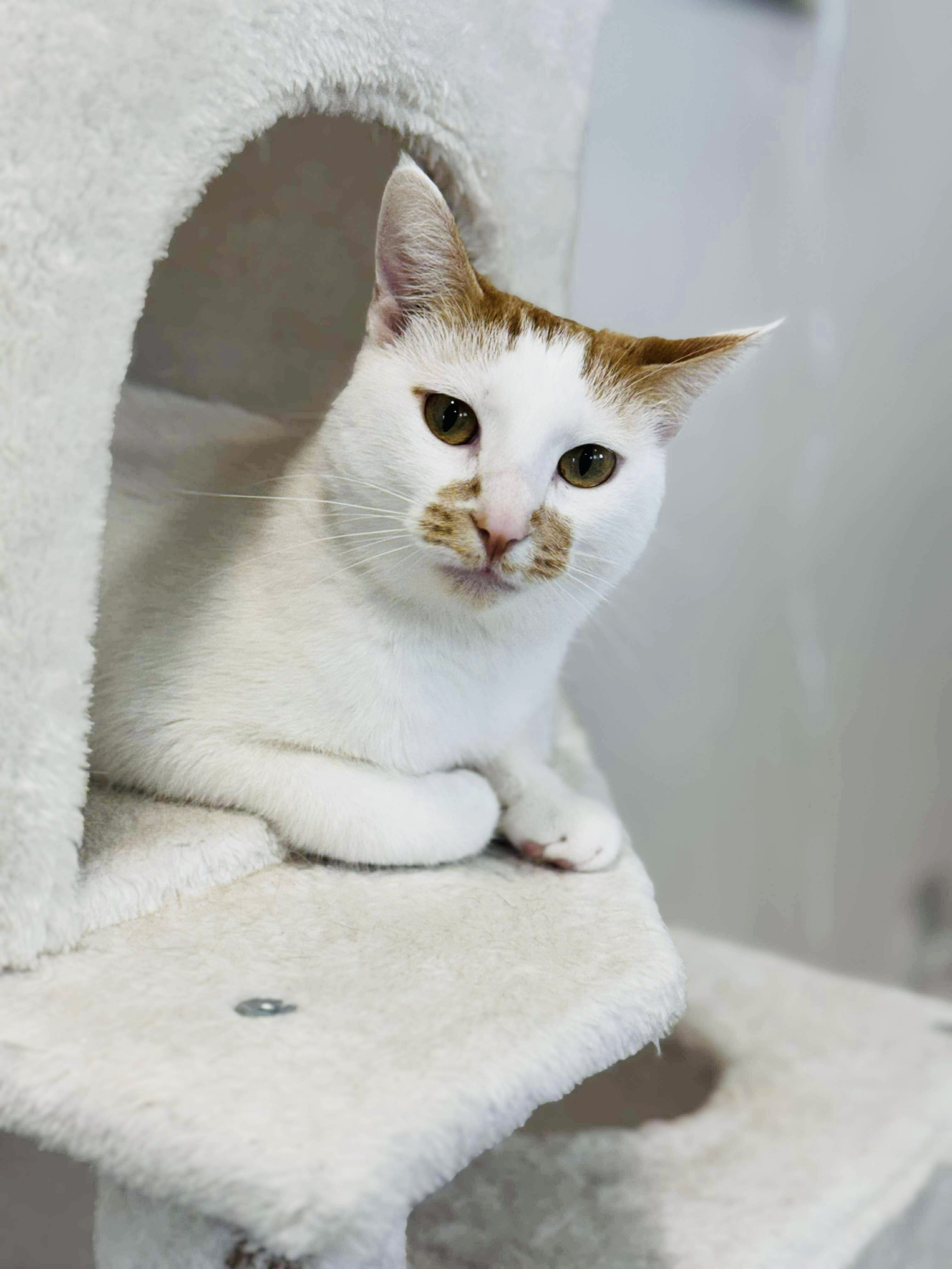 Miss Muffet, an adoptable Domestic Short Hair in Steinbach, MB, R5G 2B2 | Photo Image 1