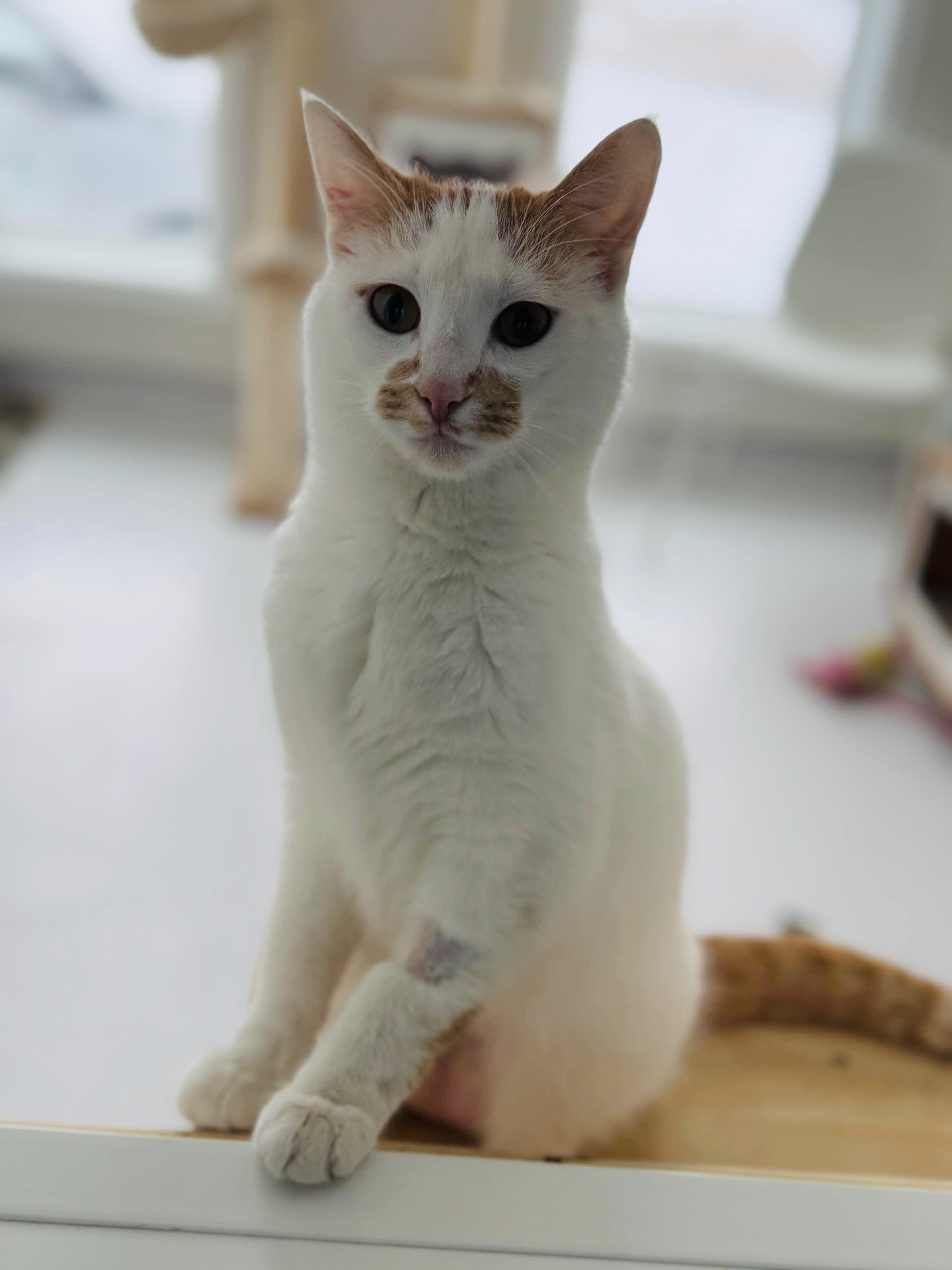 Miss Muffet, an adoptable Domestic Short Hair in Steinbach, MB, R5G 2B2 | Photo Image 2