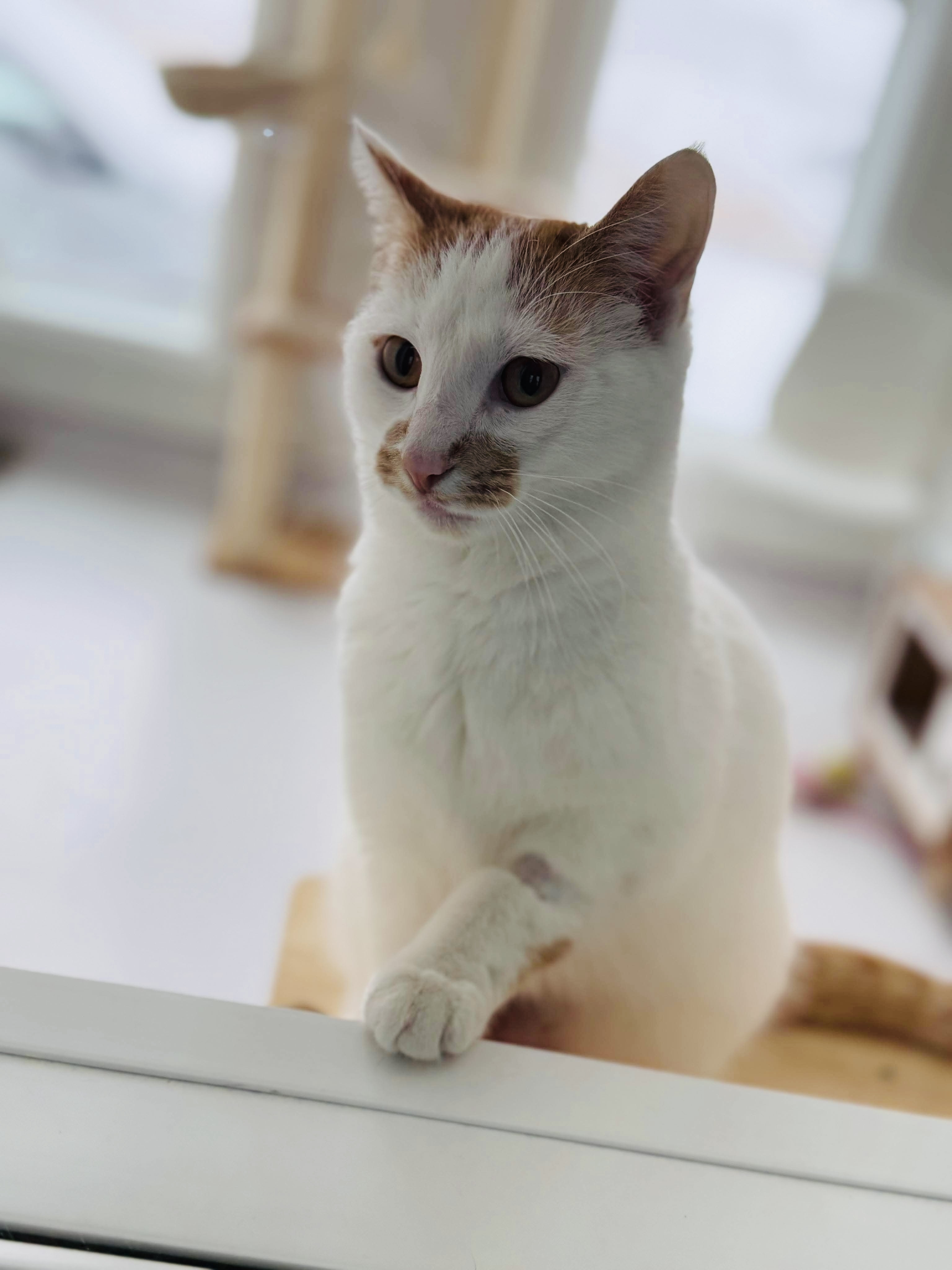 Miss Muffet, an adoptable Domestic Short Hair in Steinbach, MB, R5G 2B2 | Photo Image 3