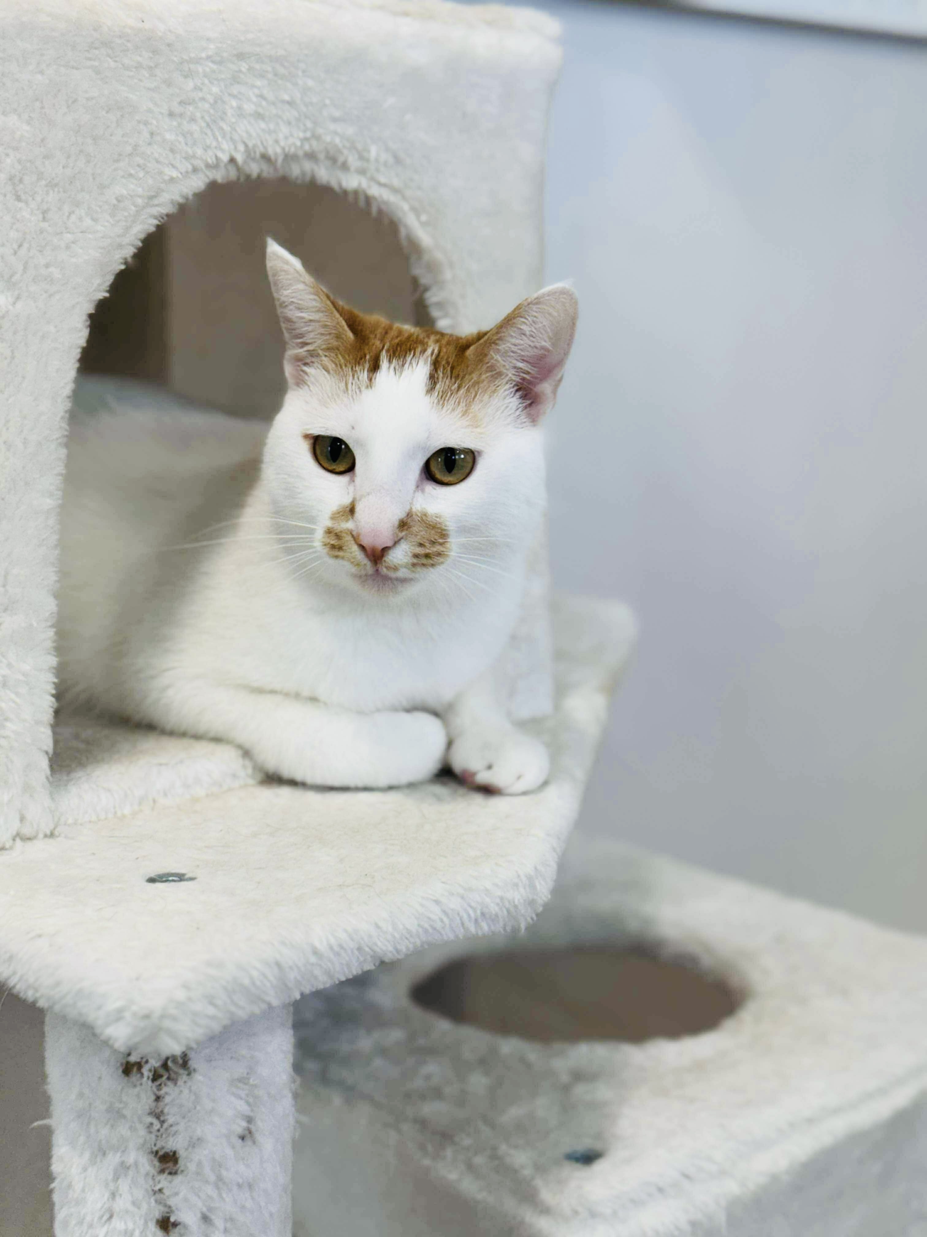 Miss Muffet, an adoptable Domestic Short Hair in Steinbach, MB, R5G 2B2 | Photo Image 3