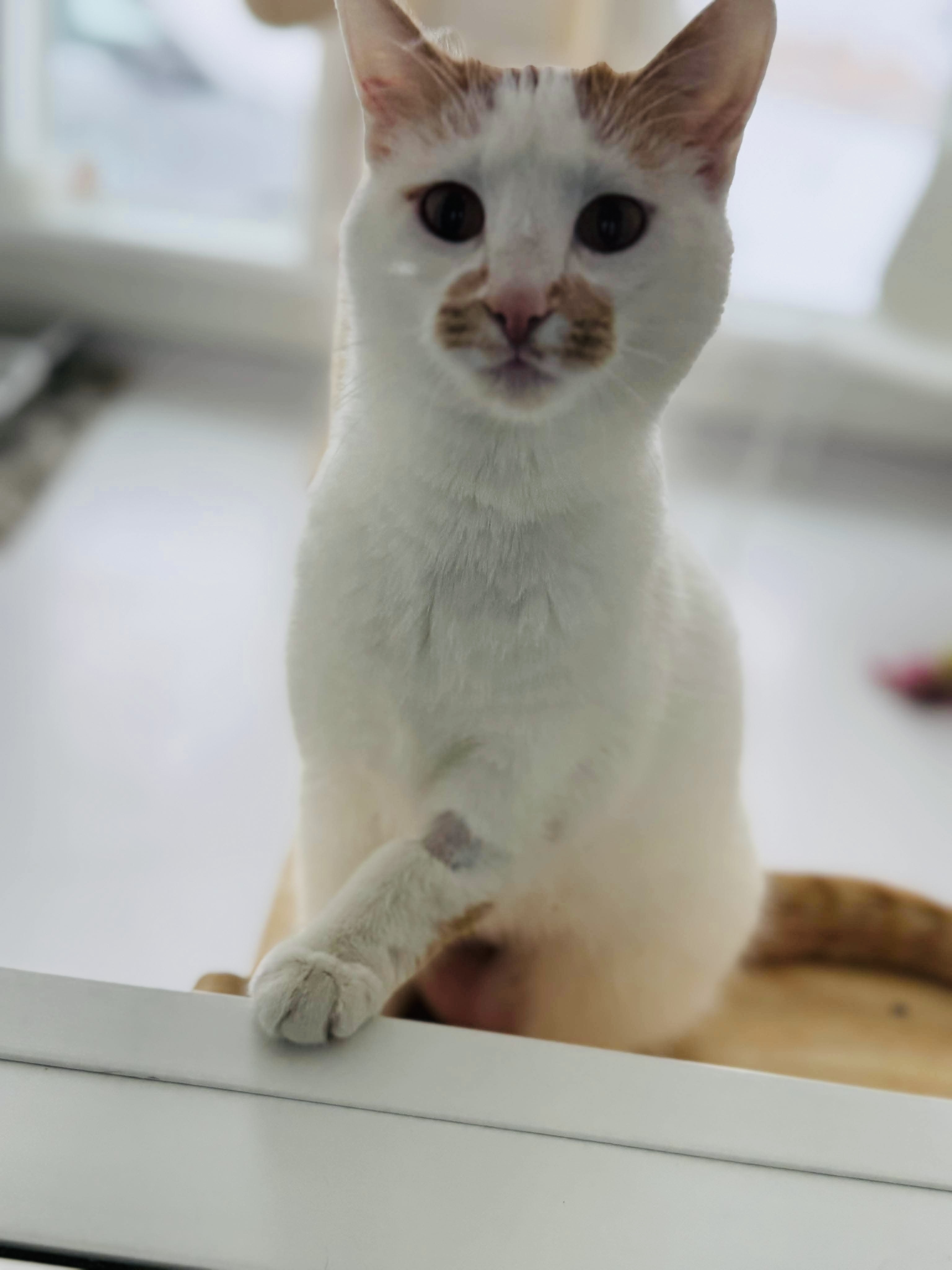 Miss Muffet, an adoptable Domestic Short Hair in Steinbach, MB, R5G 2B2 | Photo Image 4