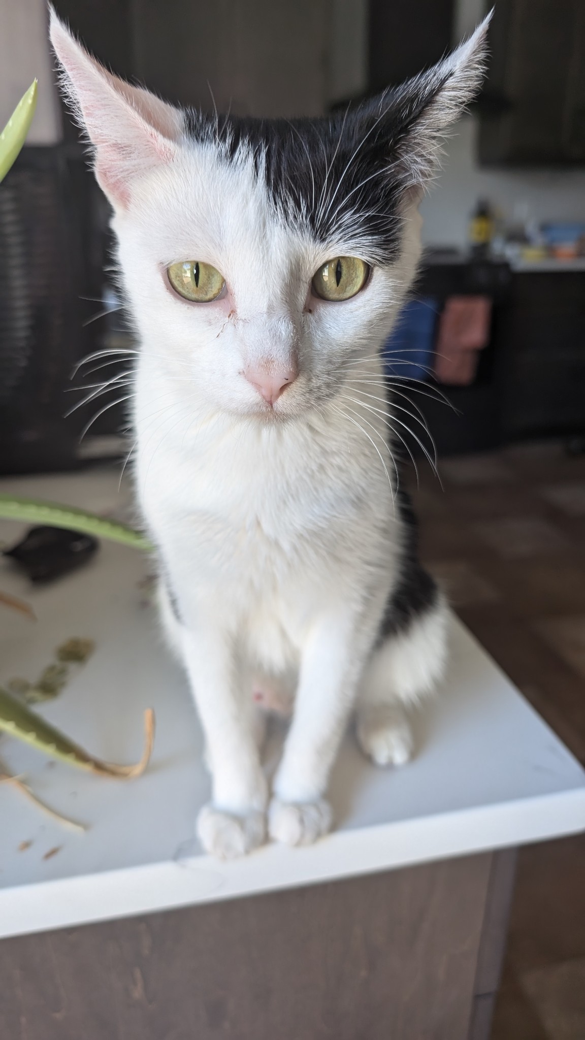 Zelda, an adoptable Domestic Medium Hair in Steinbach, MB, R5G 2B2 | Photo Image 1
