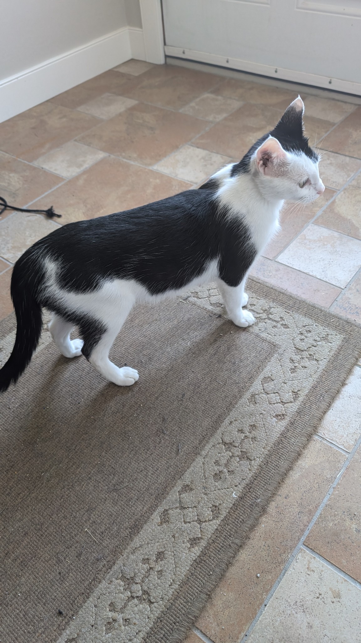 Zelda, an adoptable Domestic Medium Hair in Steinbach, MB, R5G 2B2 | Photo Image 2