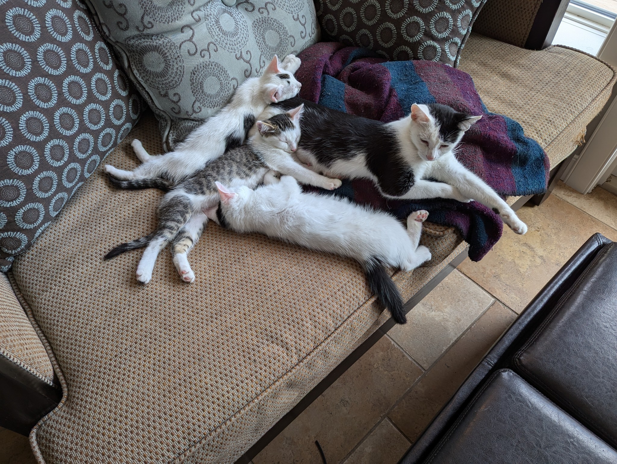 Zelda, an adoptable Domestic Medium Hair in Steinbach, MB, R5G 2B2 | Photo Image 3