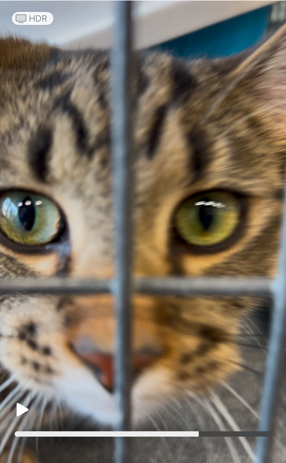 Binou, an adoptable Domestic Short Hair in Steinbach, MB, R5G 2B2 | Photo Image 1