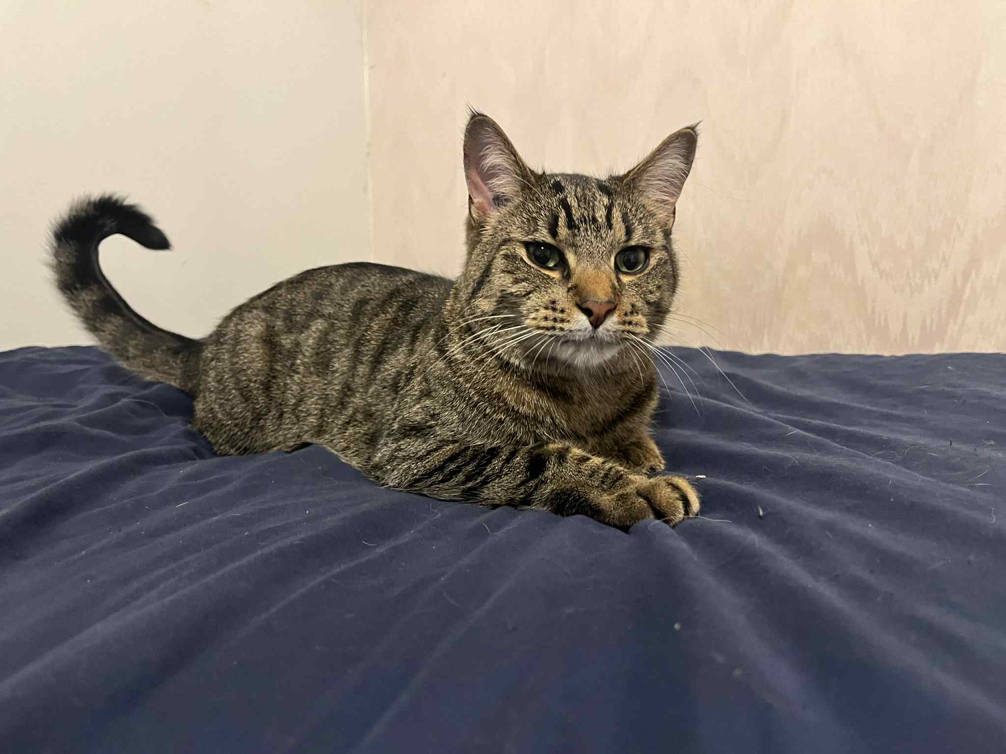 Binou, an adoptable Domestic Short Hair in Steinbach, MB, R5G 2B2 | Photo Image 1