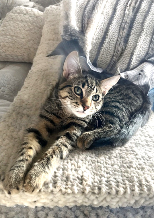 Binou, an adoptable Domestic Short Hair in Steinbach, MB, R5G 2B2 | Photo Image 2