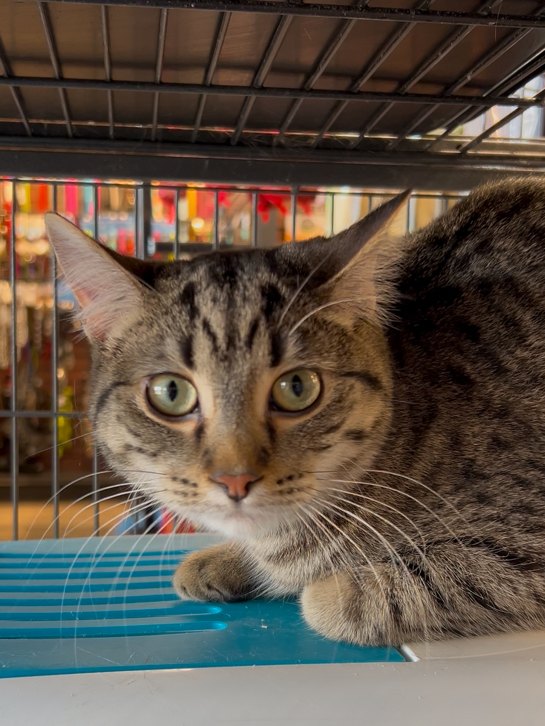 Binou, an adoptable Domestic Short Hair in Steinbach, MB, R5G 2B2 | Photo Image 2