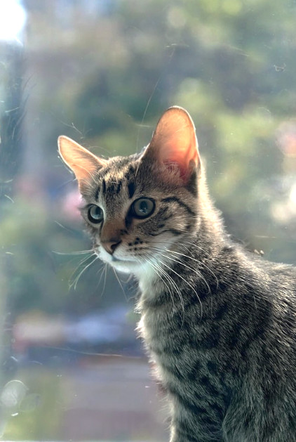 Binou, an adoptable Domestic Short Hair in Steinbach, MB, R5G 2B2 | Photo Image 3