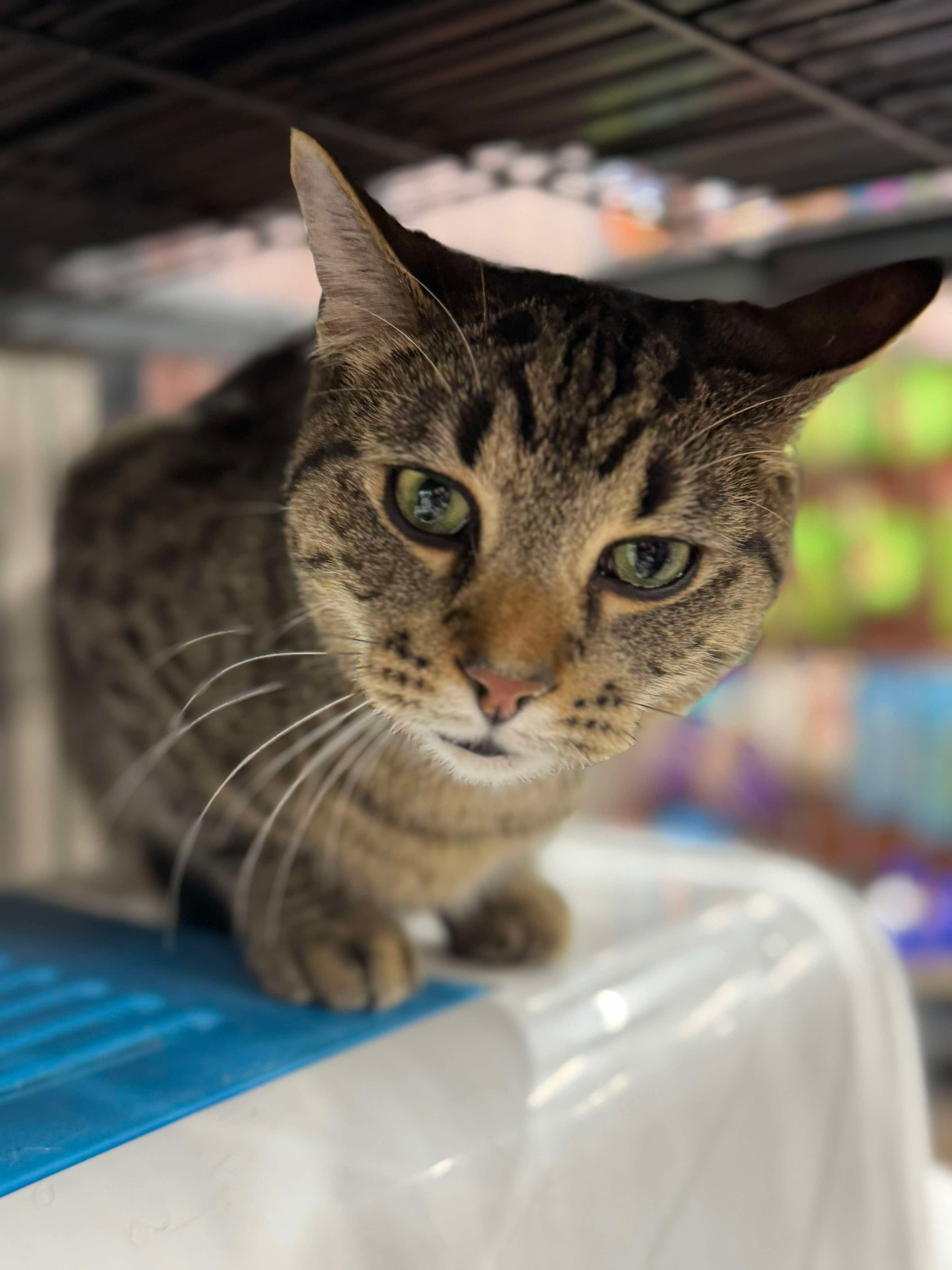 Binou, an adoptable Domestic Short Hair in Steinbach, MB, R5G 2B2 | Photo Image 4